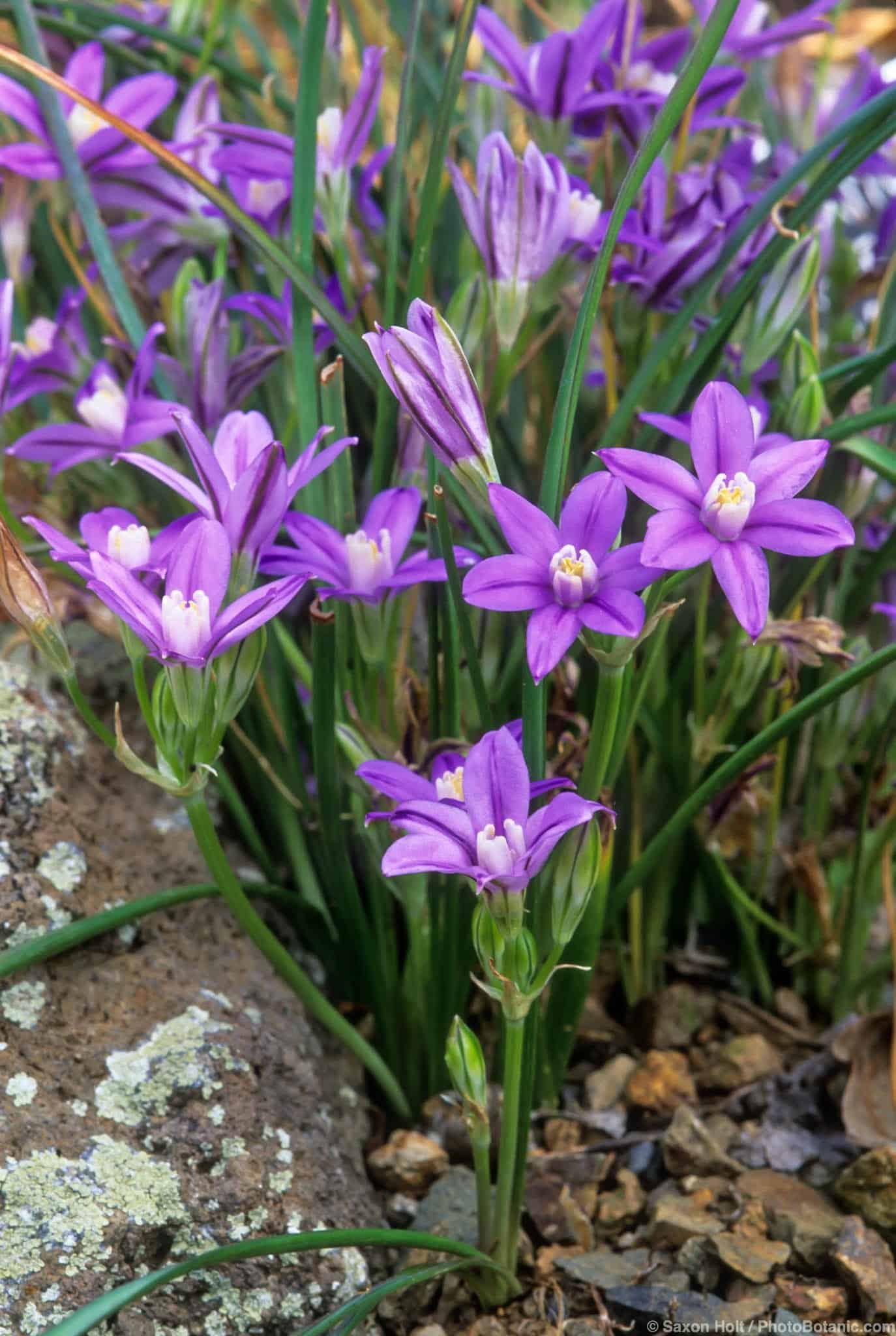 Brodiaea minor