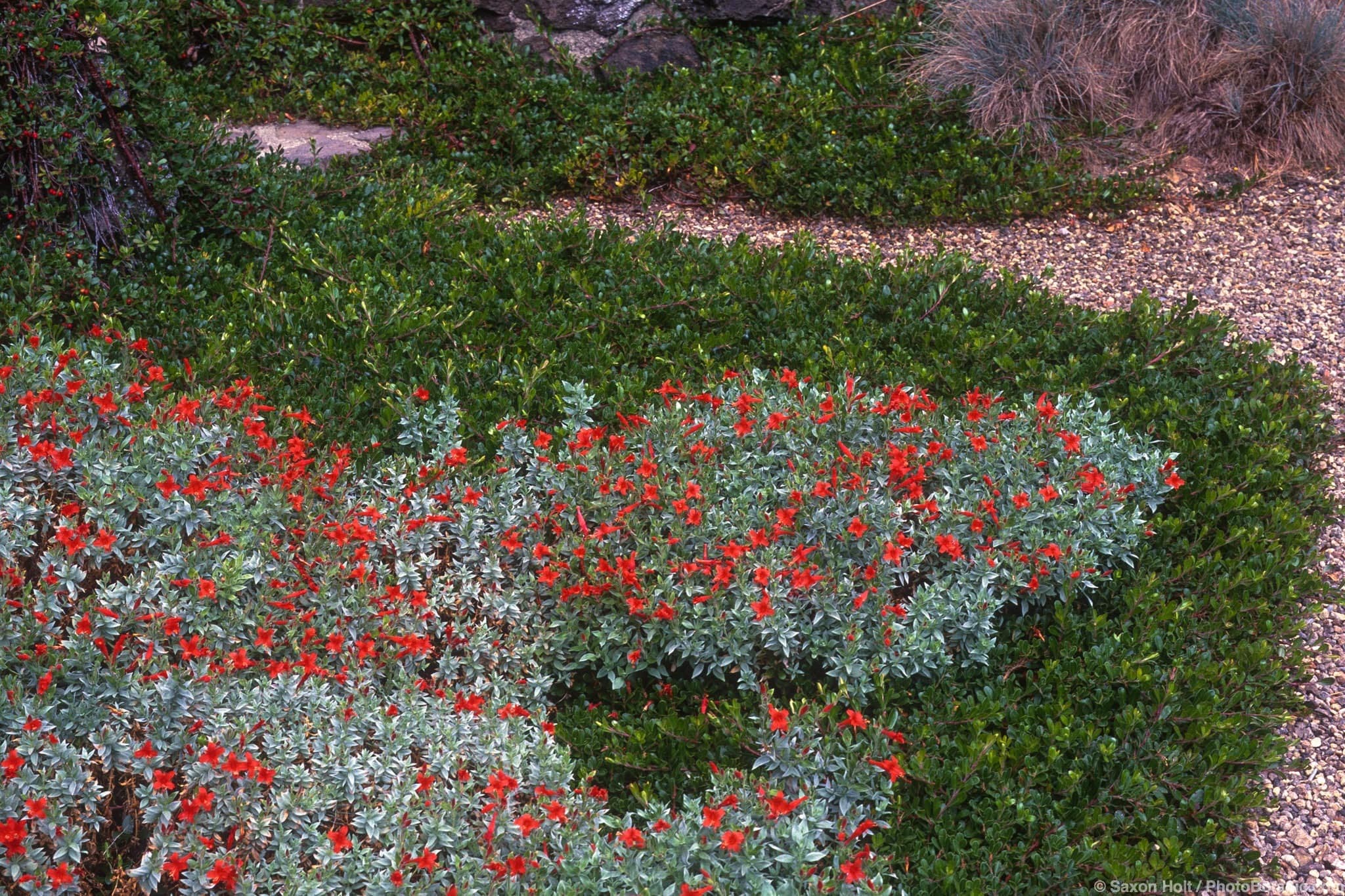 Epilobium septentrionale