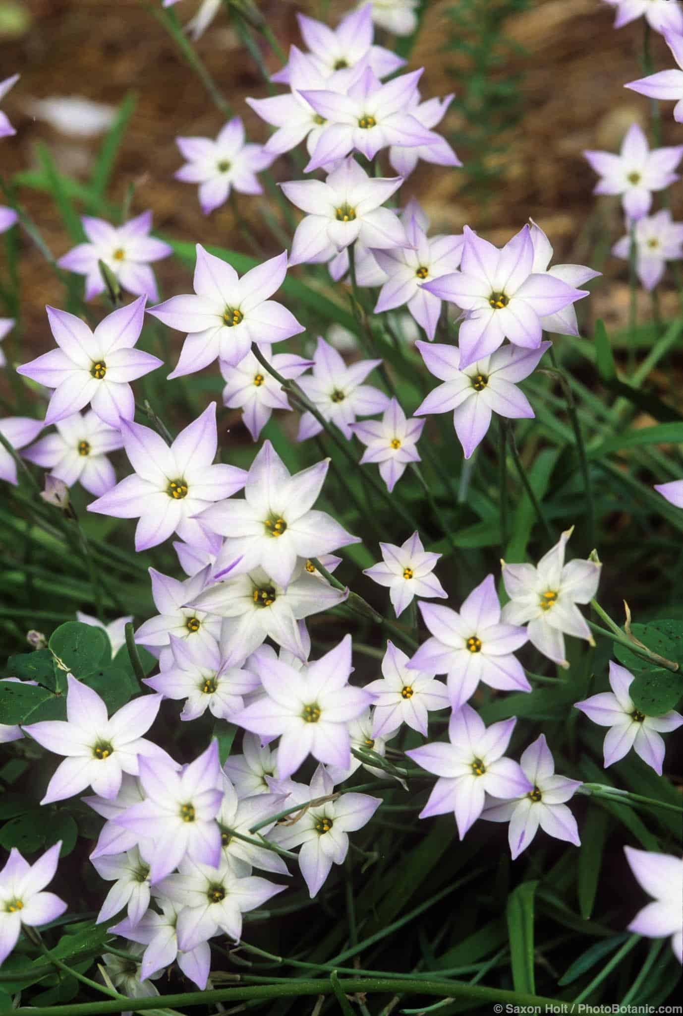 Ipheion uniflorum