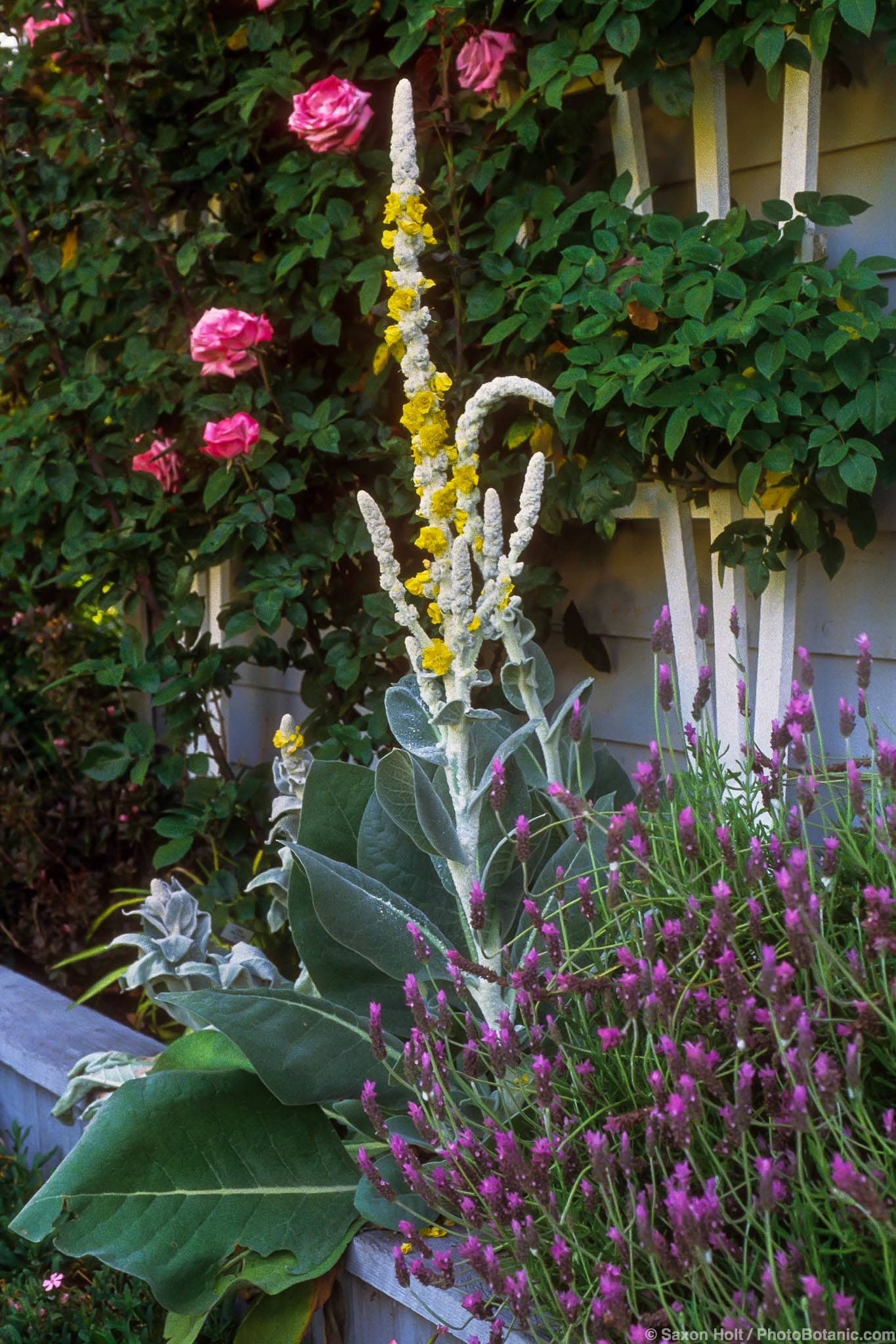 Verbascum bombyciferum