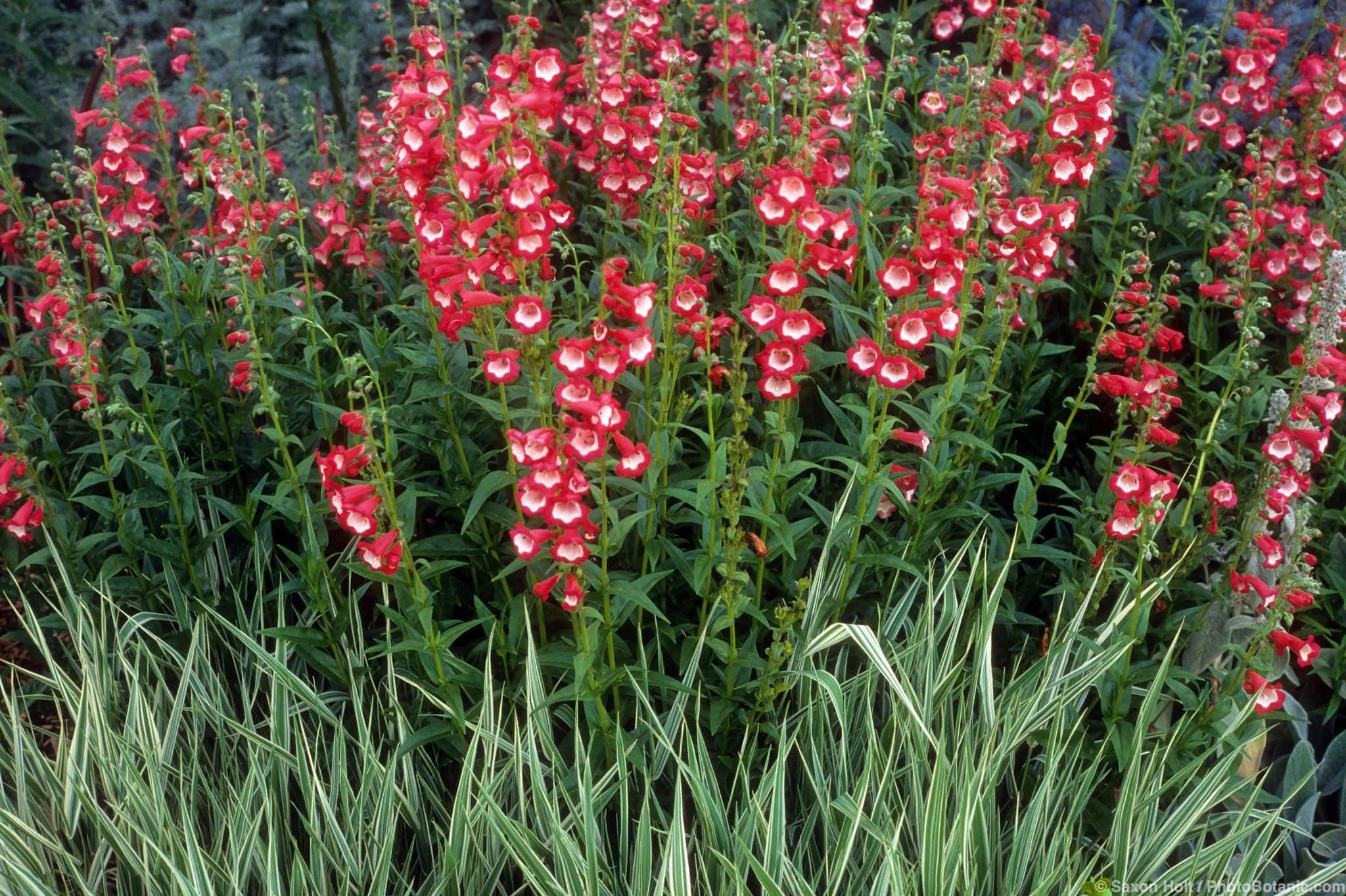 Penstemon x gloxiniodes