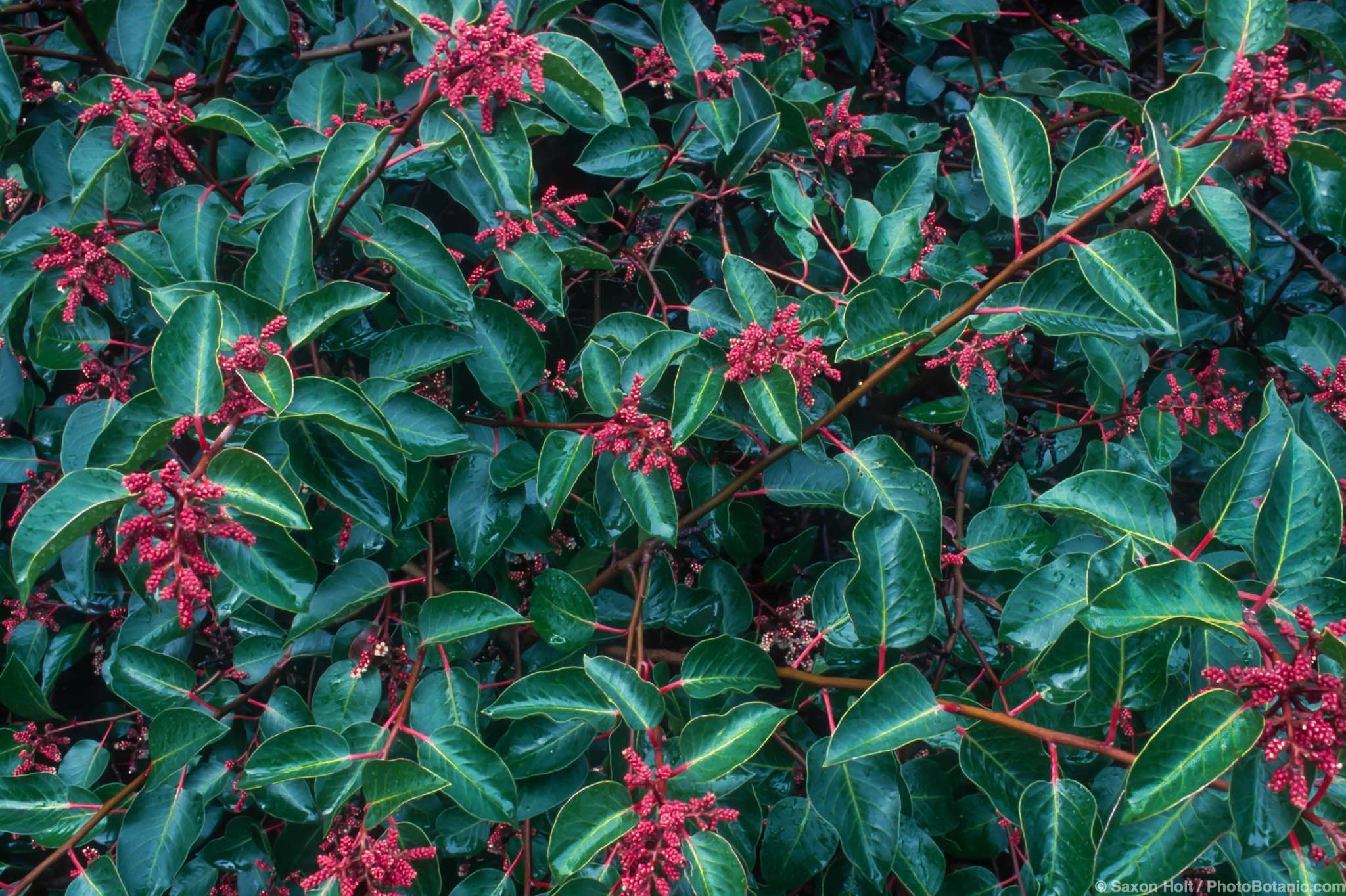 Rhus ovata