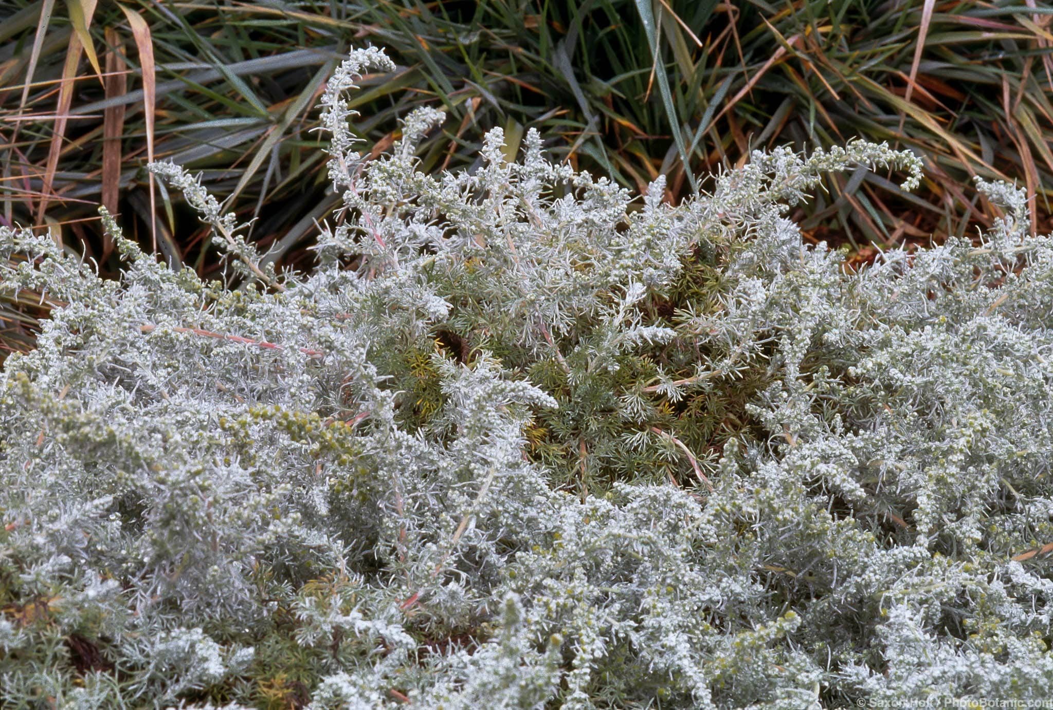 Artemisia pycnocephala