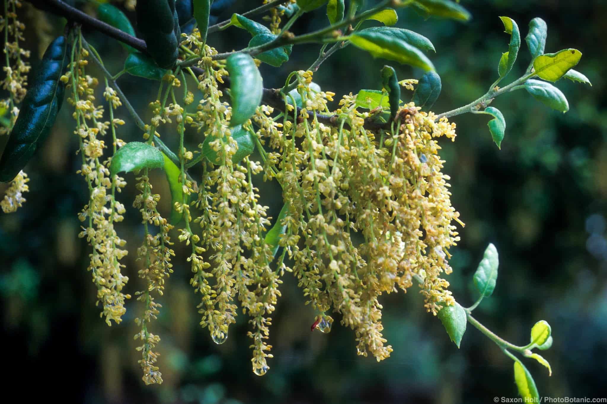 Quercus agrifolia