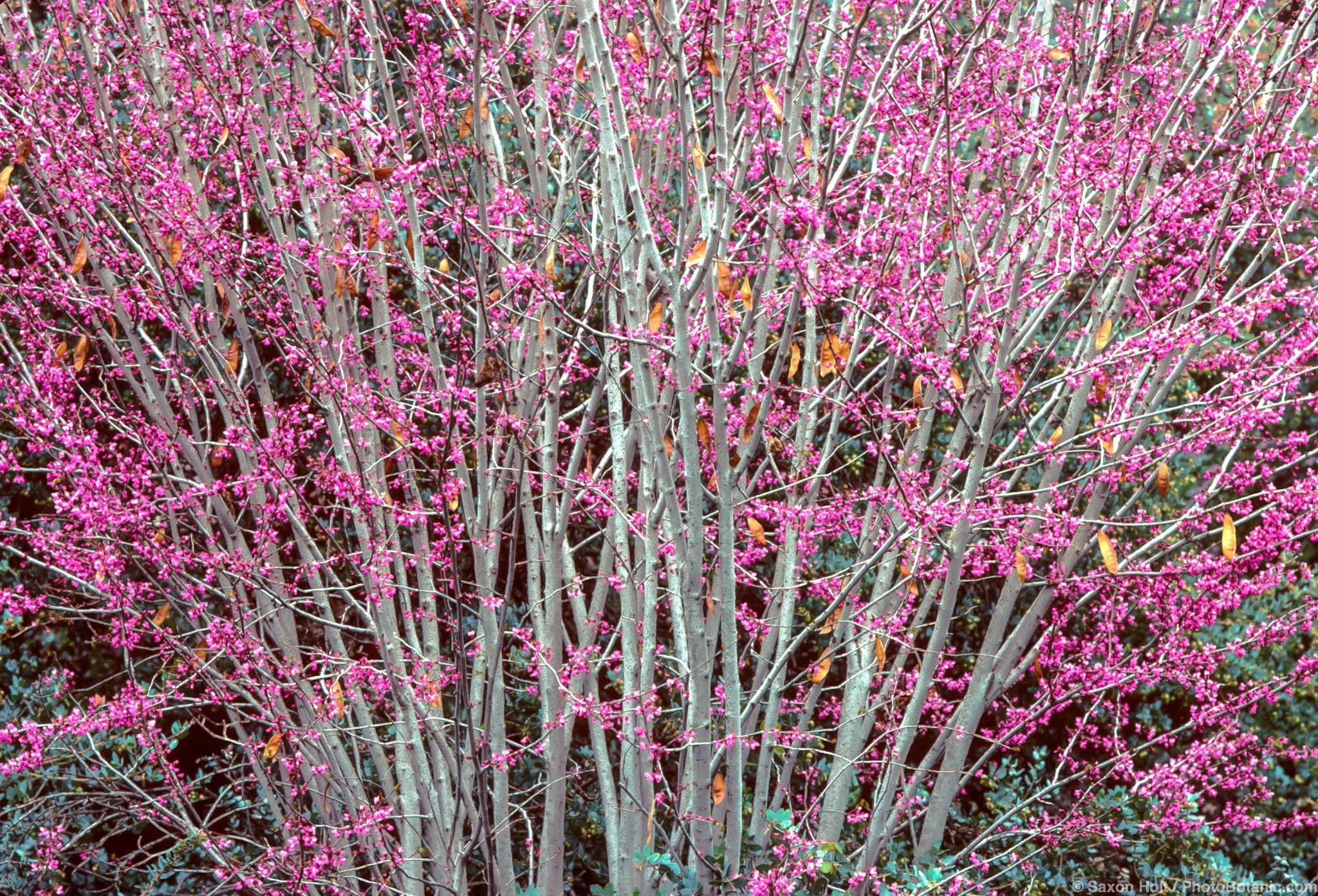 Cercis occidentalis