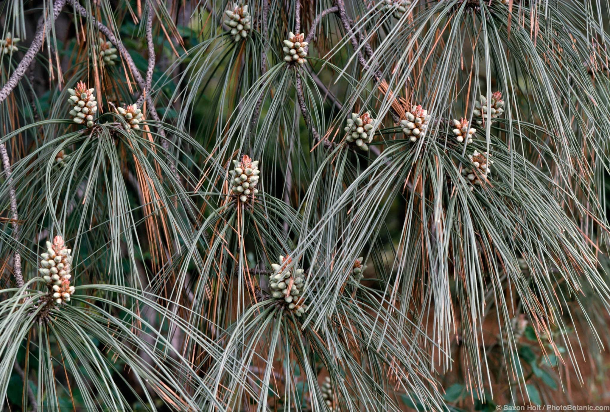 Pinus sabiniana