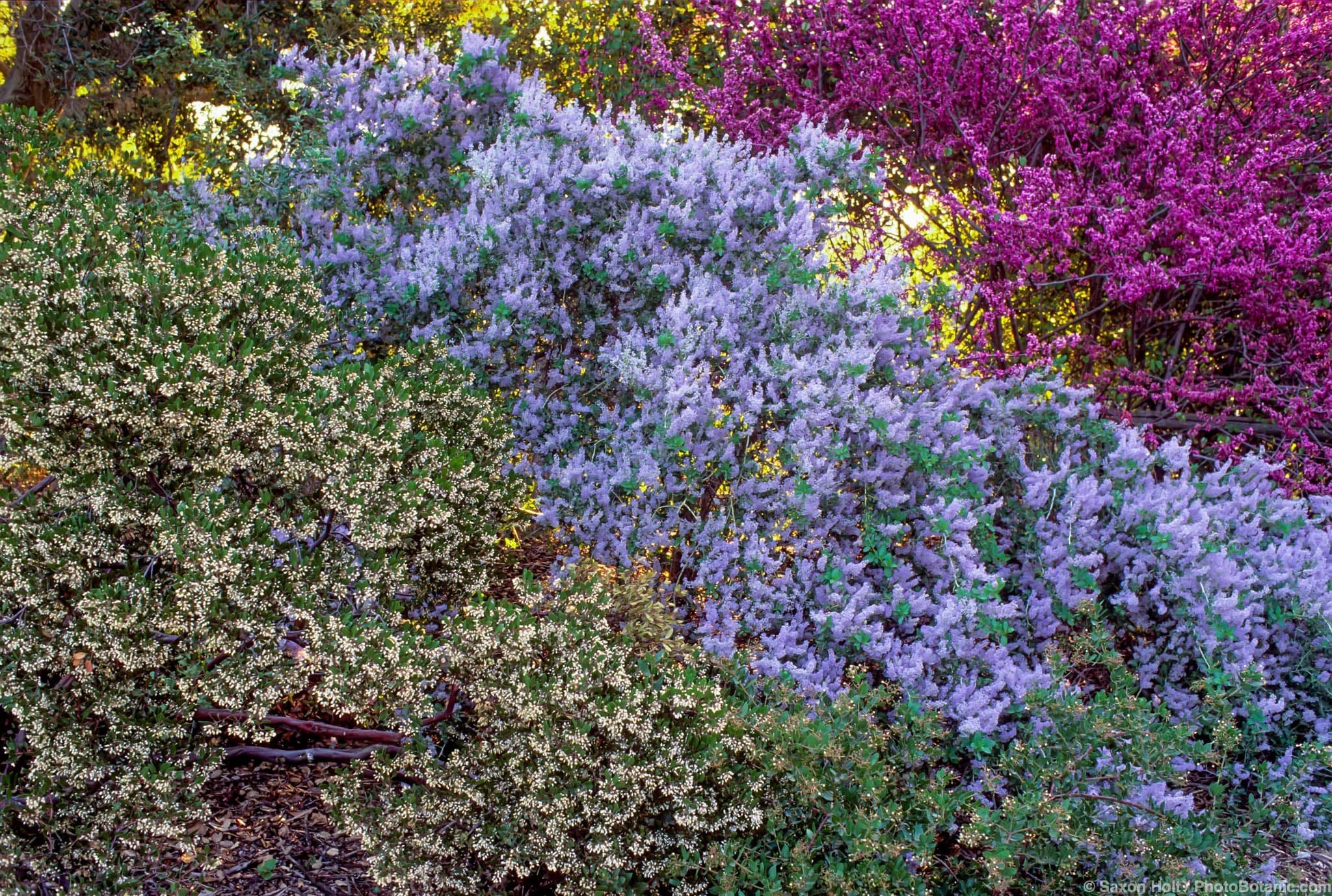 Ceanothus leucodermus