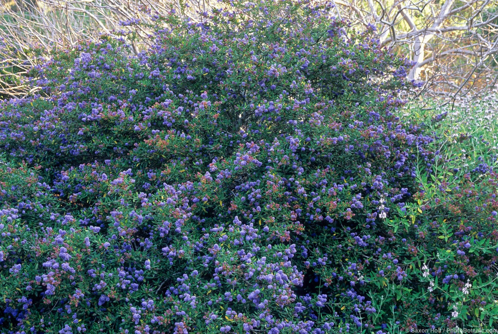 Ceanothus ‘Concha’