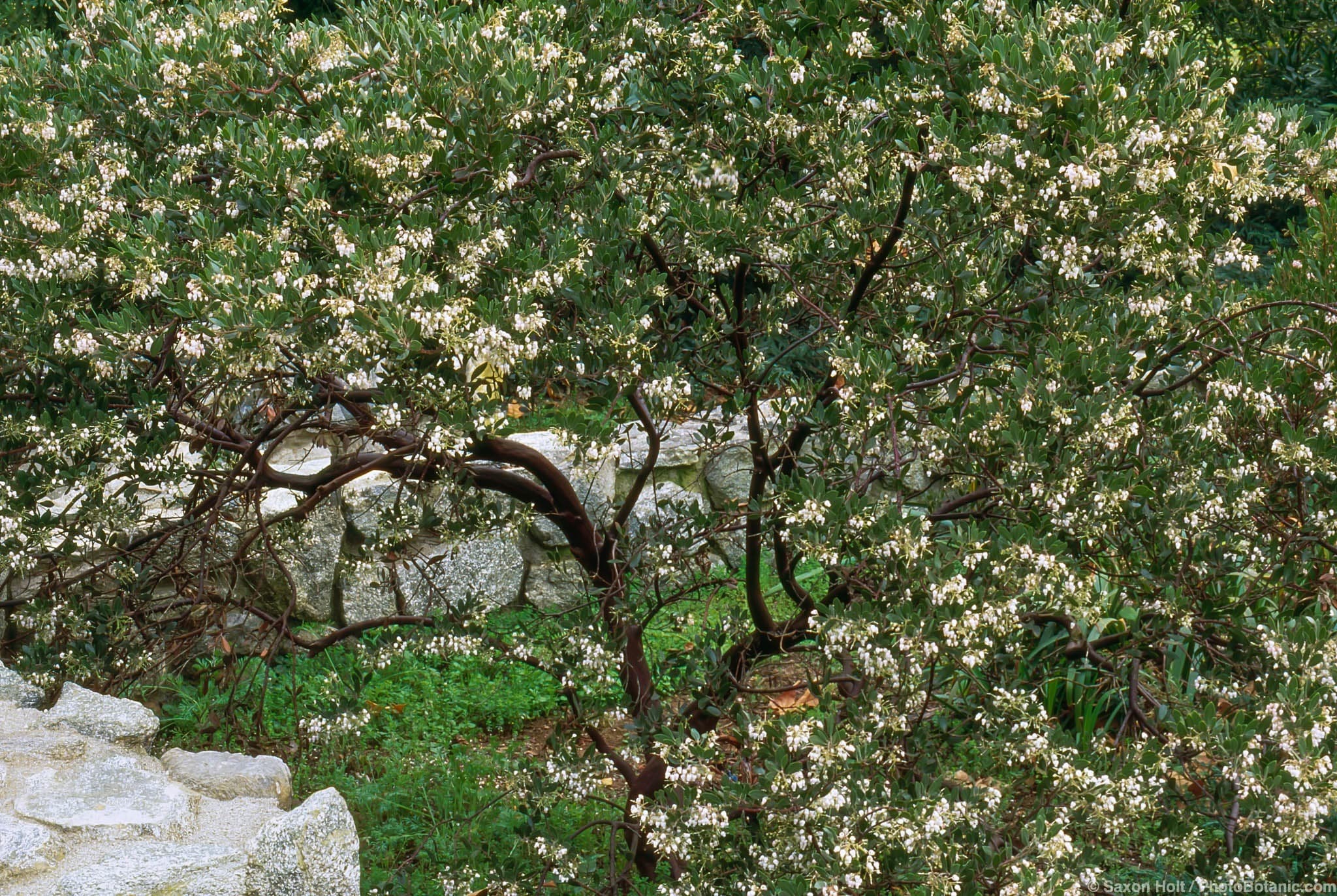 Arctostaphylos densiflora