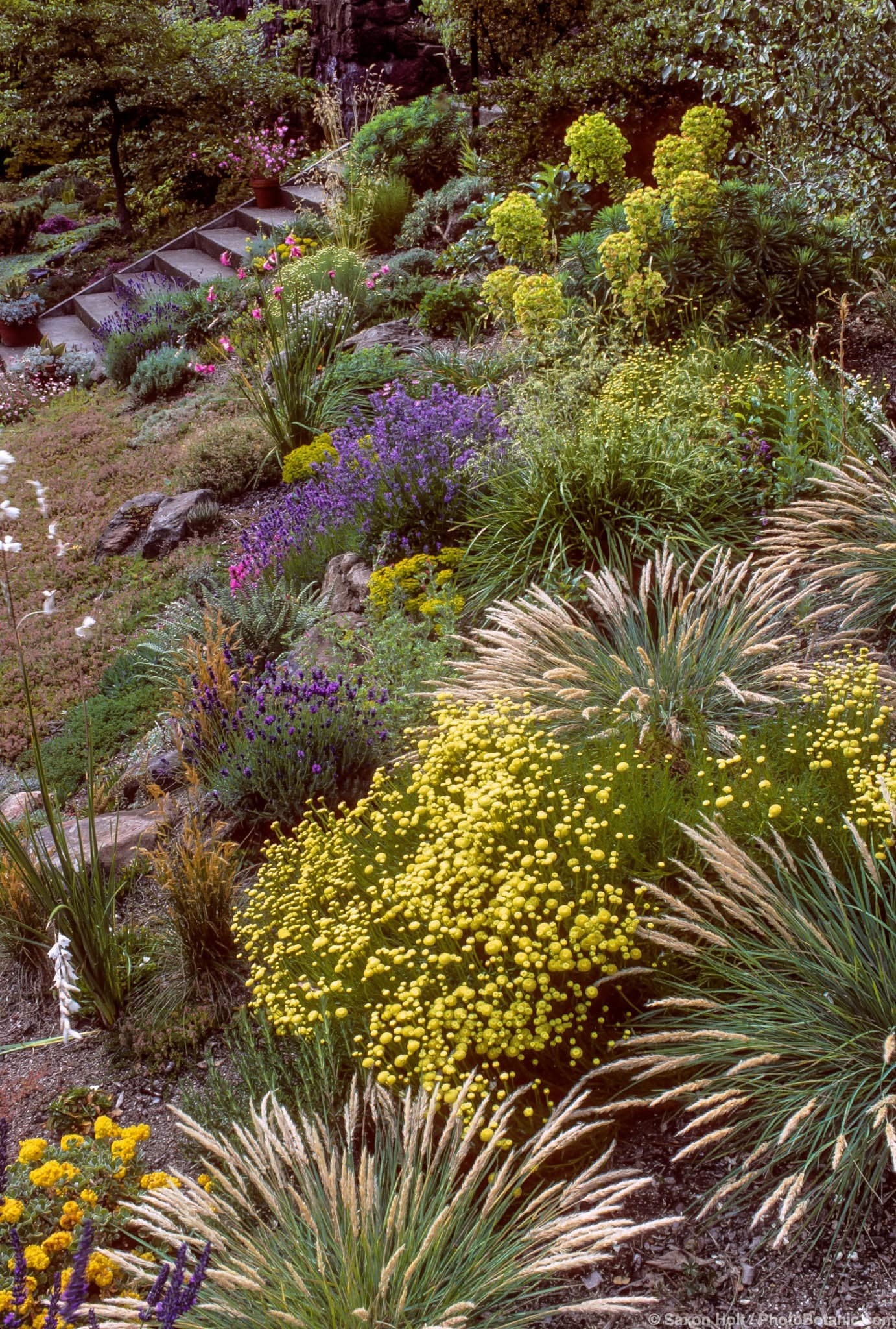 Santolina virens