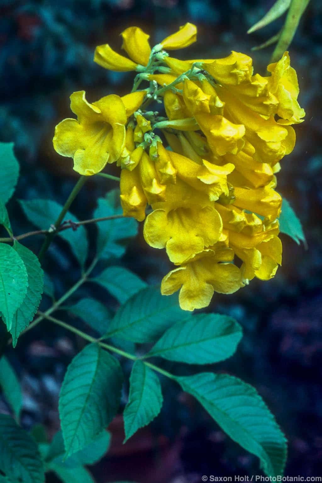 Tecomaria capensis - Summer-Dry | Celebrate Plants in Summer-Dry Gardens