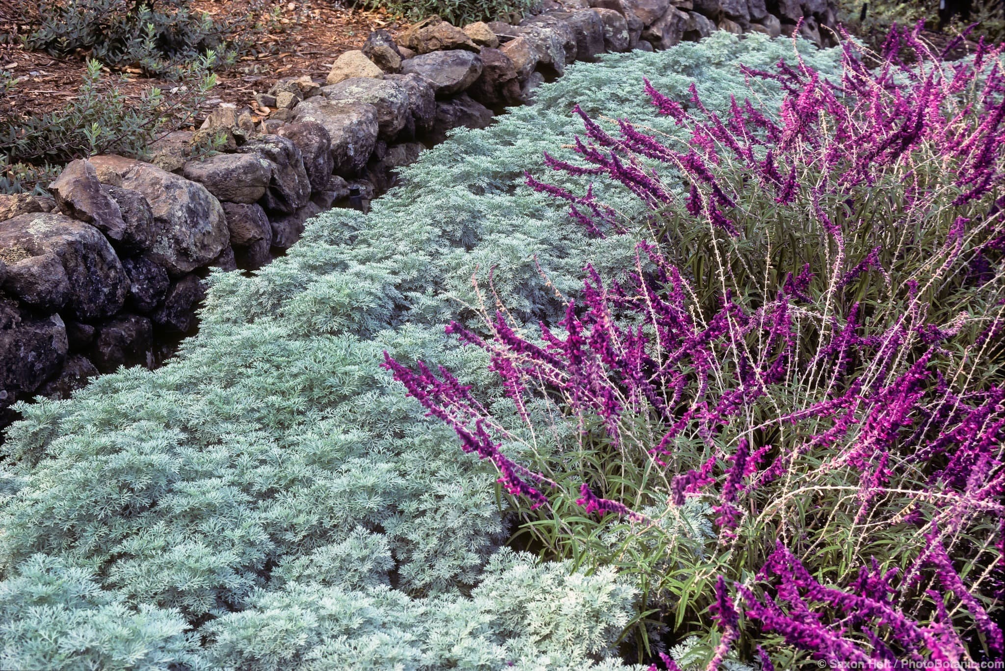 Artemisia ‘Powis Castle’