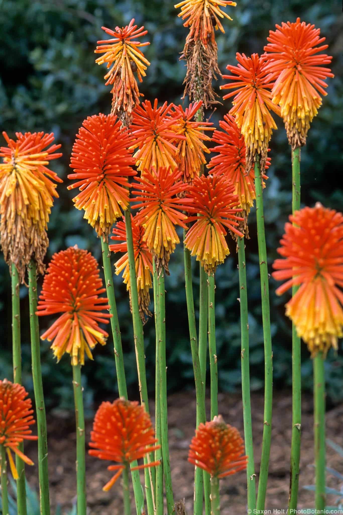 Kniphofia