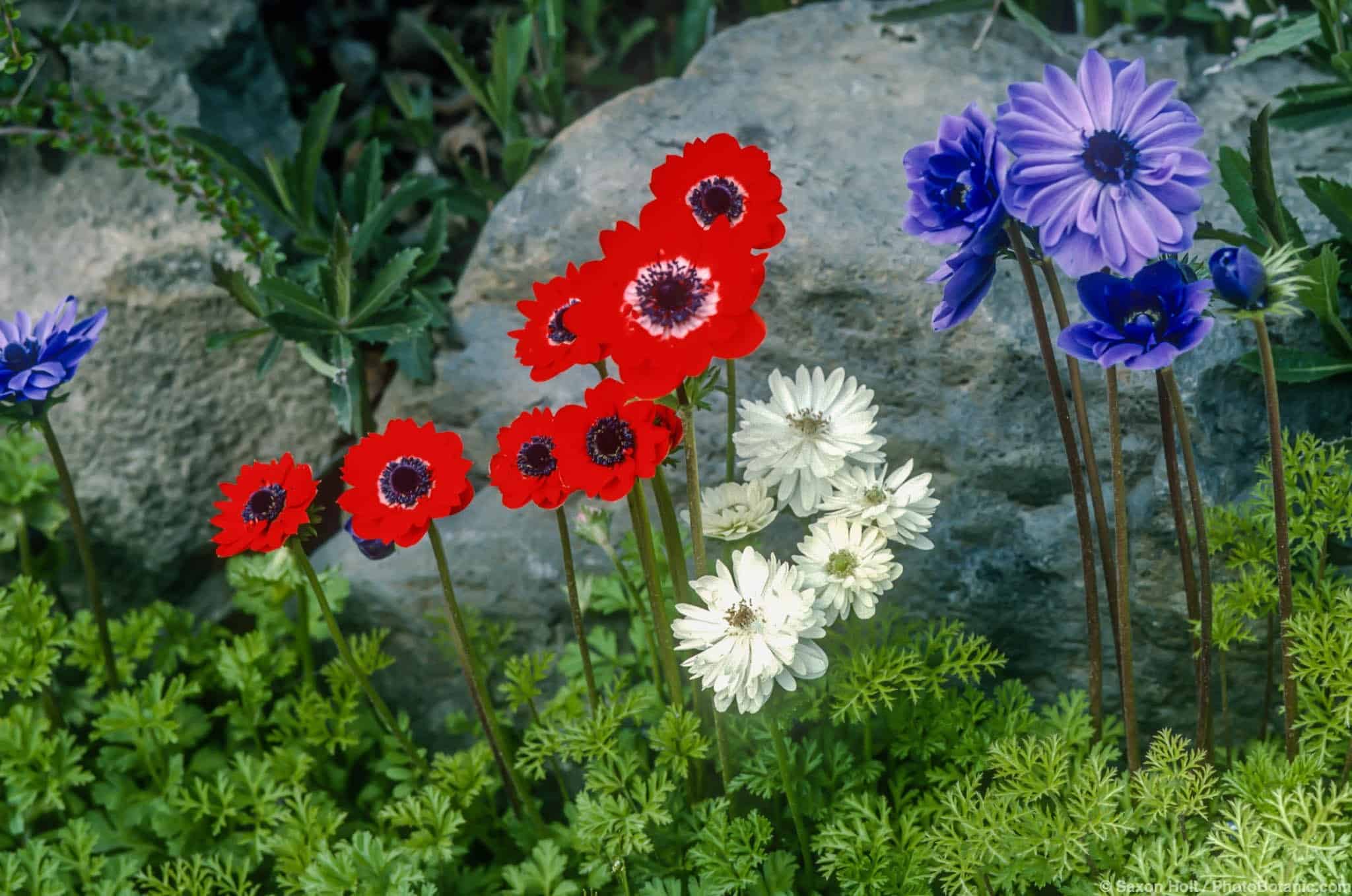 Anemone coronaria