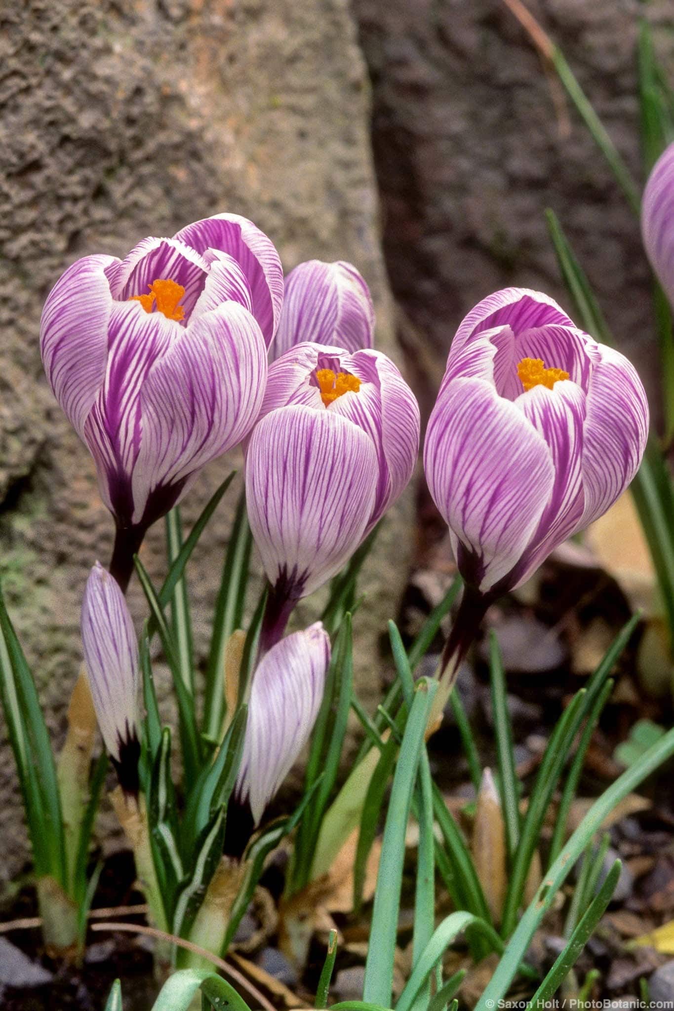 Crocus ‘Pickwick’