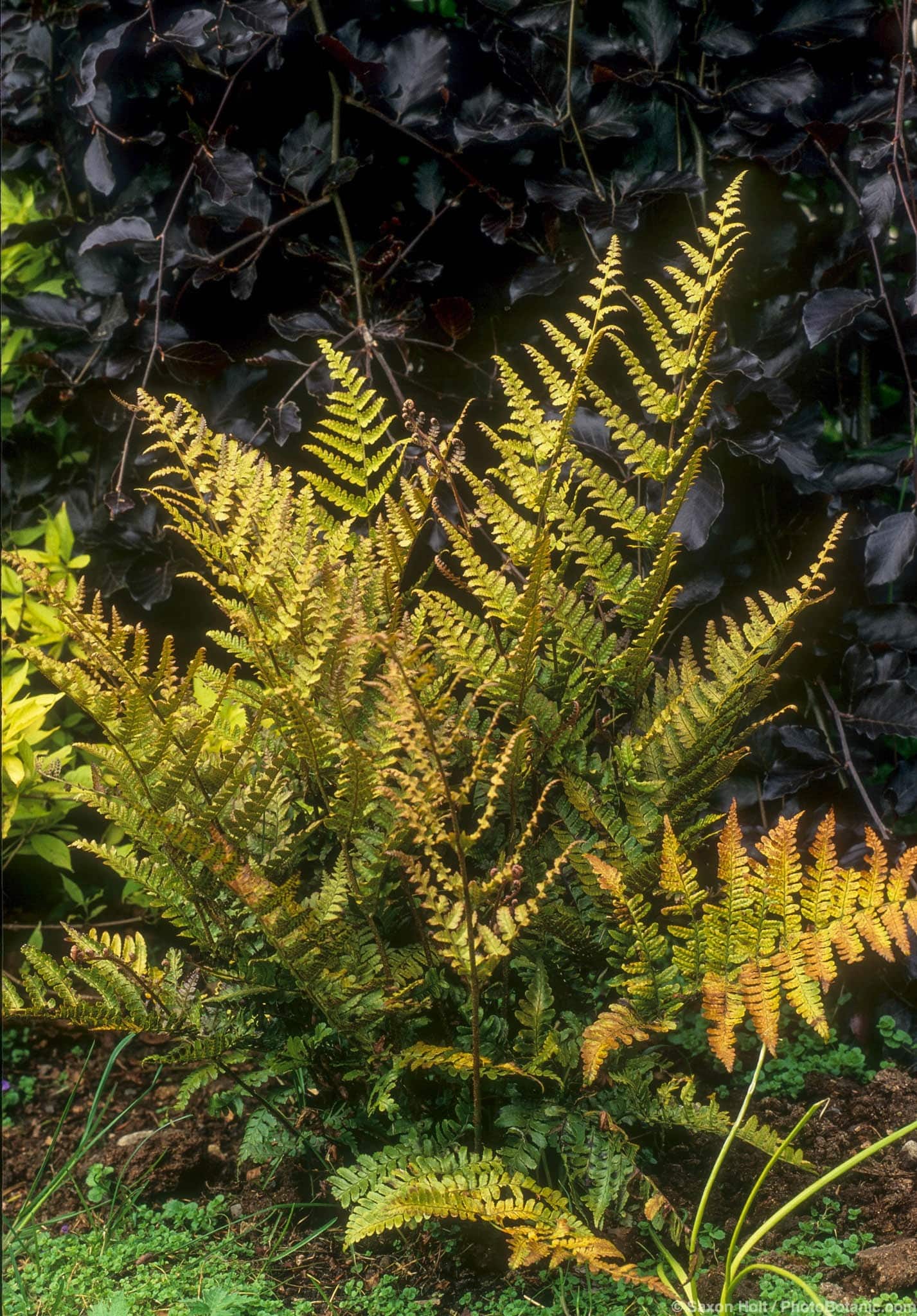 Dryopteris erythrosora