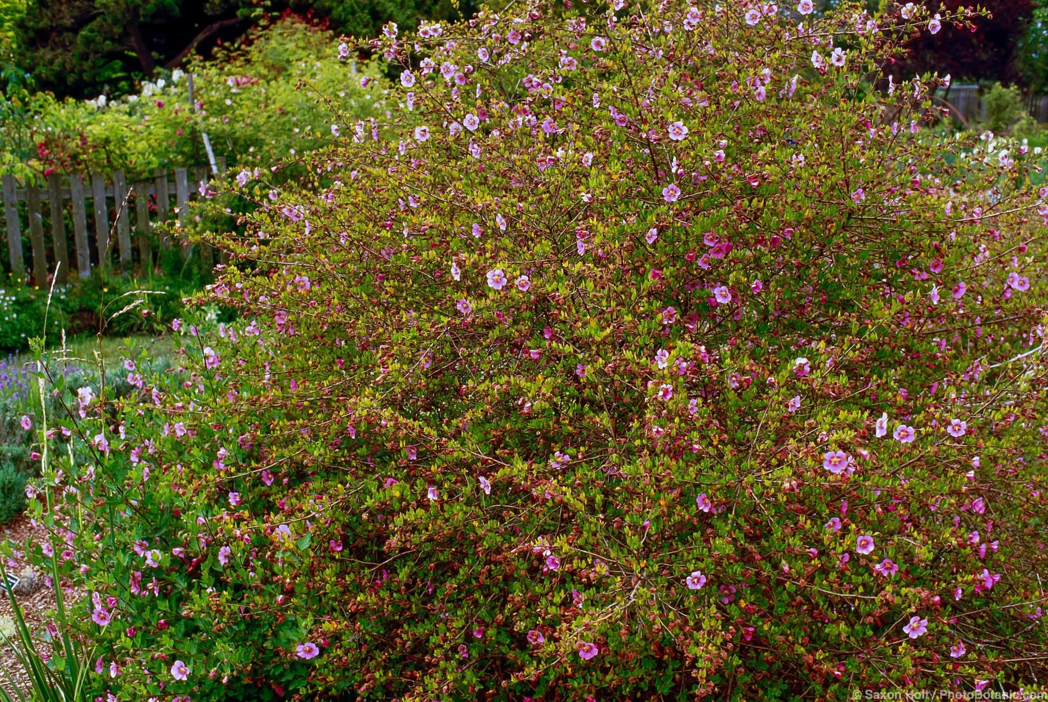 Anisodontea x hypomandarum