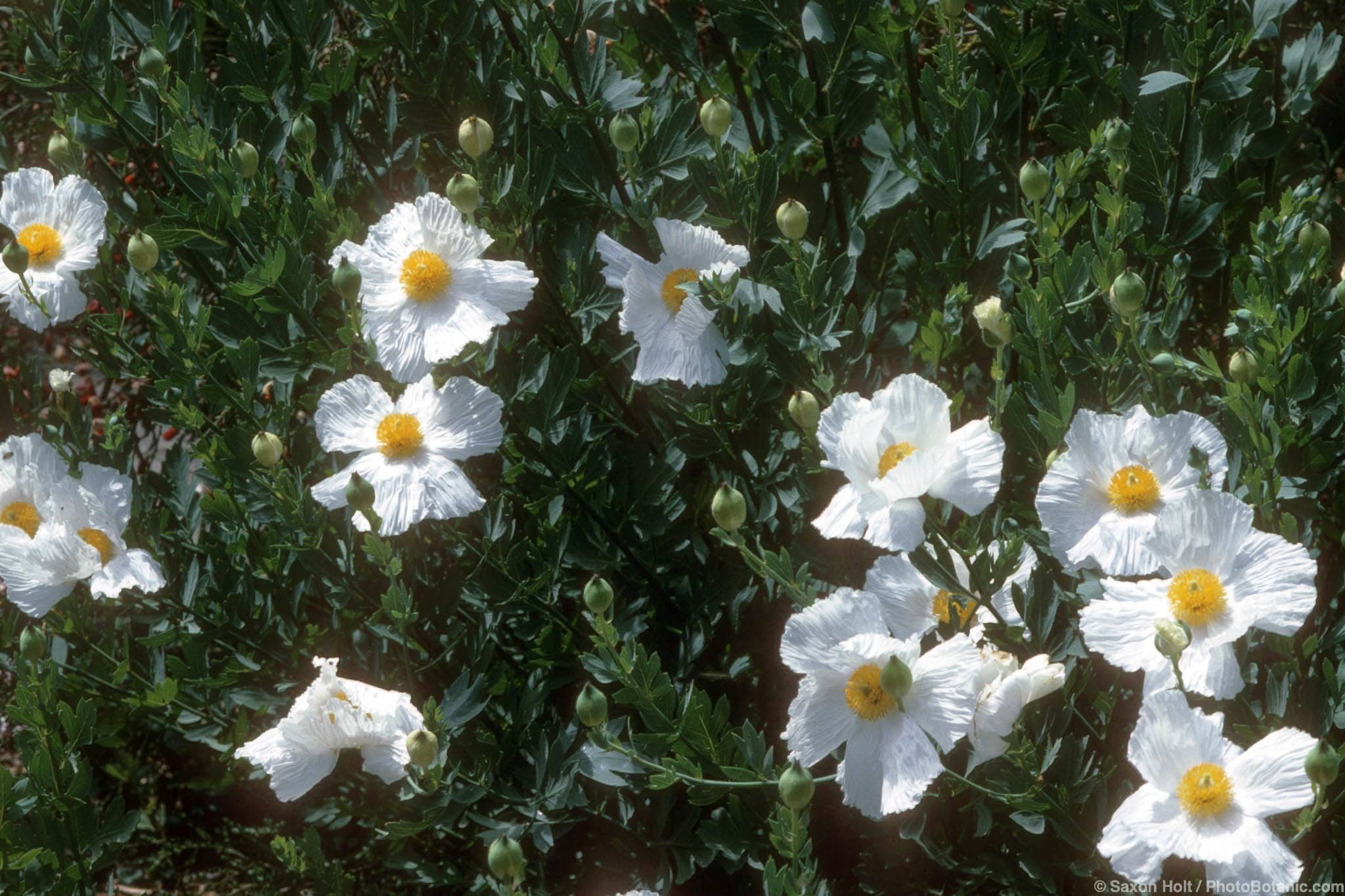 Romneya coulteri