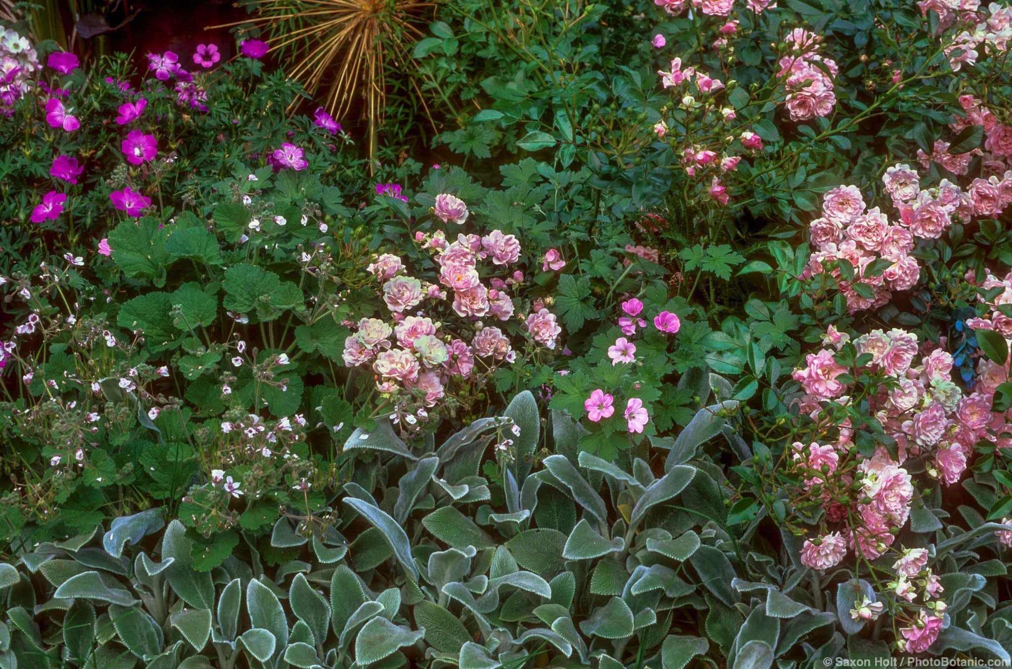 Stachys byzantina