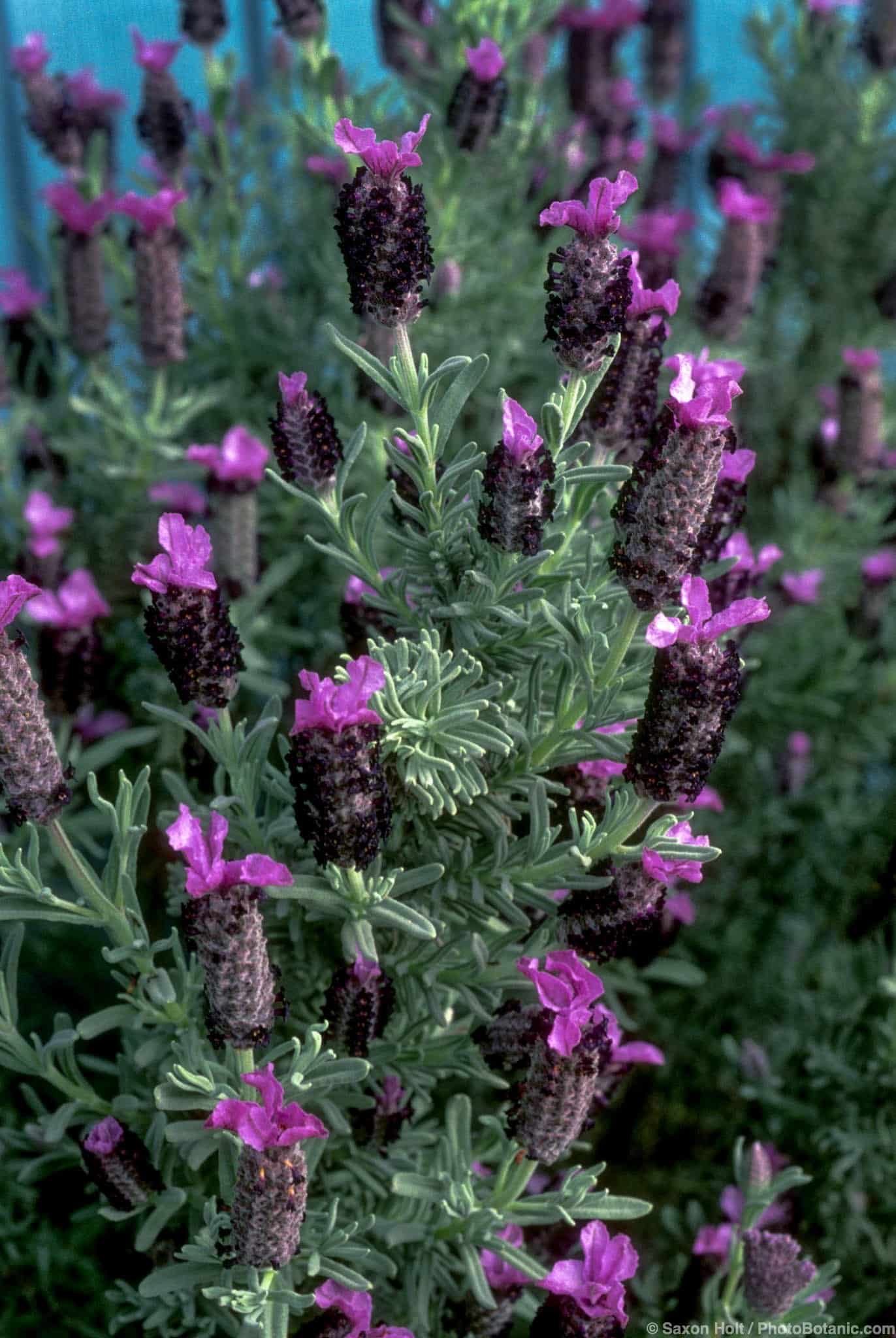 Lavandula stoechas