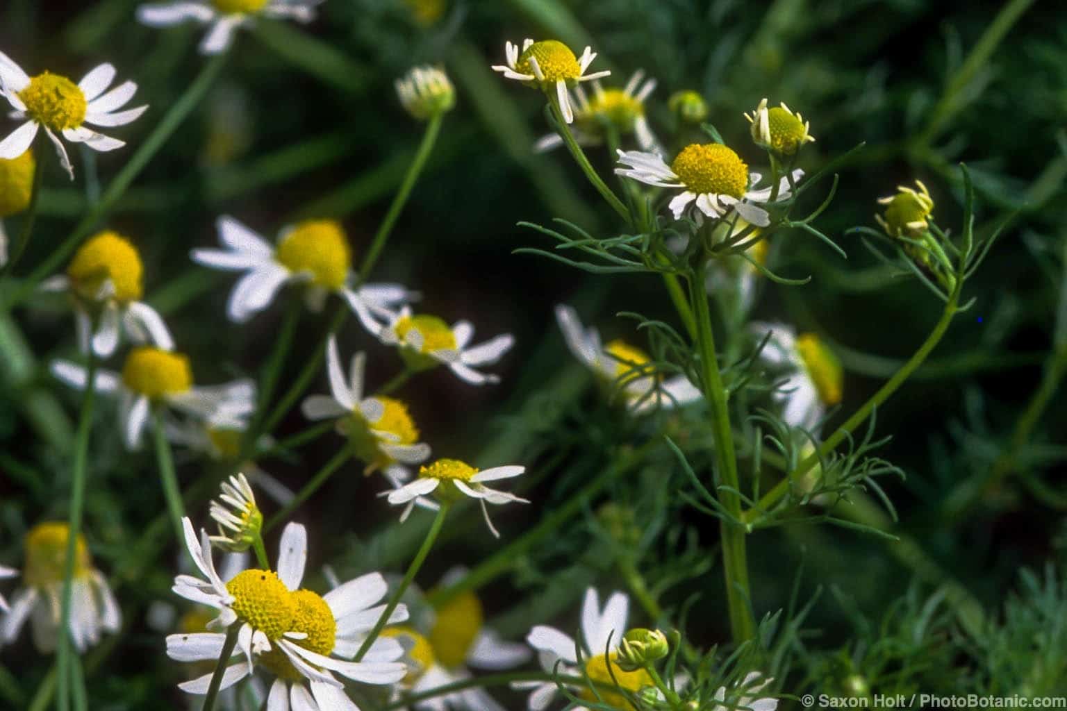 Matricaria recutita