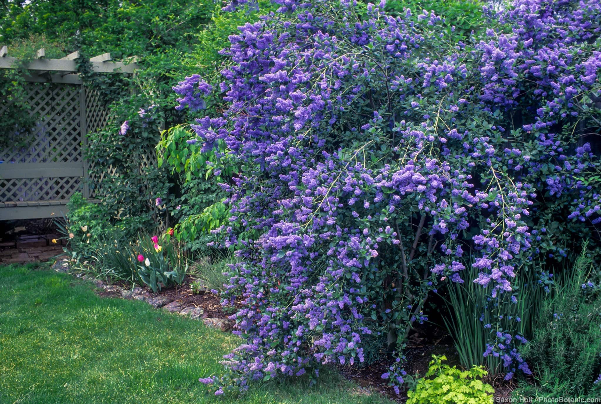 Ceanothus ‘Ray Harman’