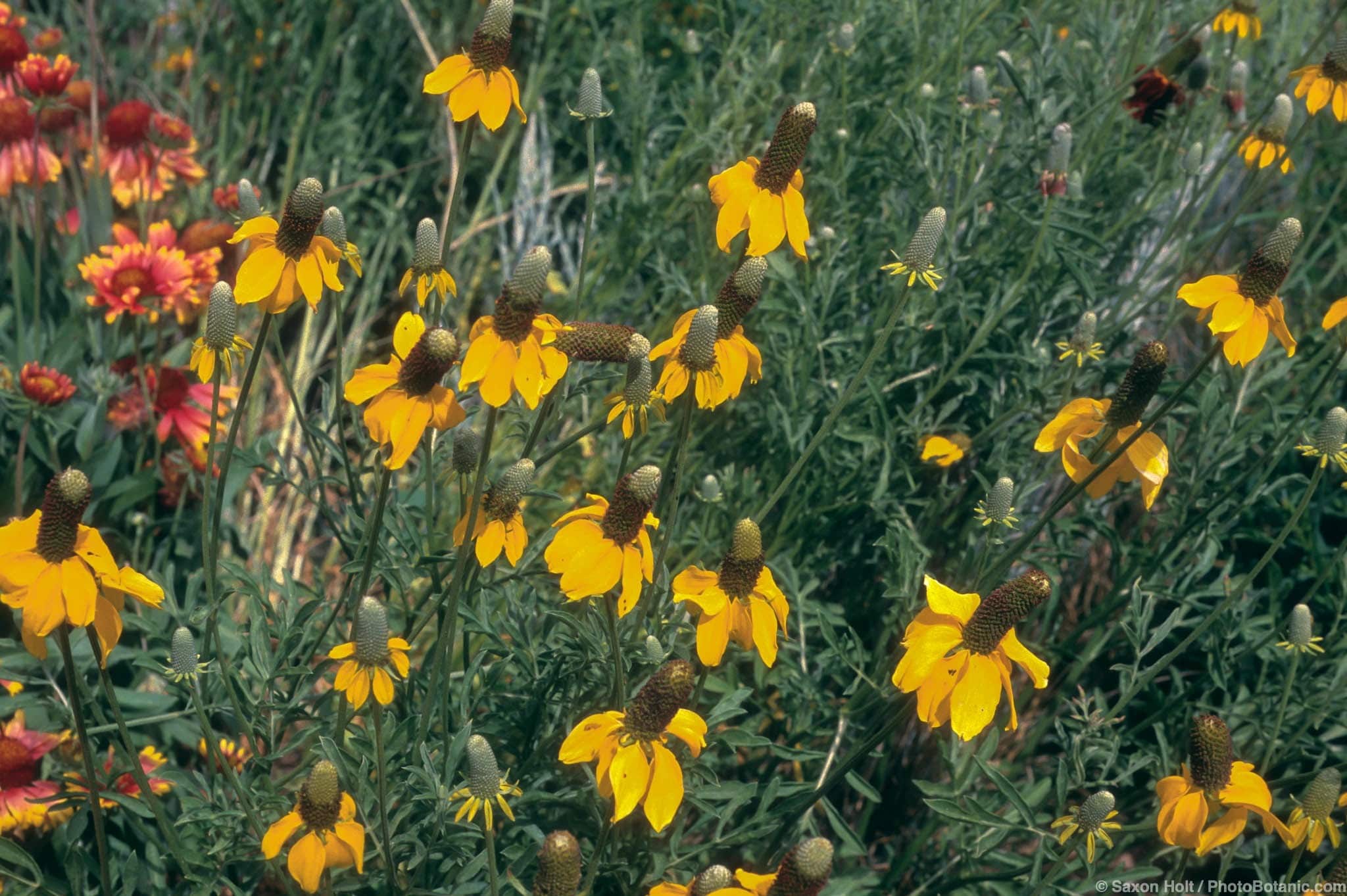 Ratibida columnifera