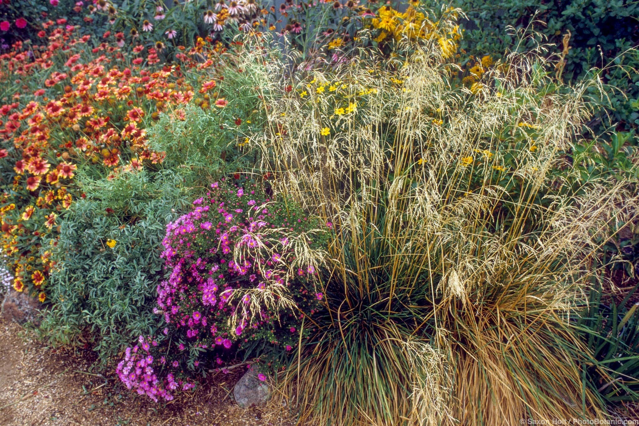 Deschampsia cespitosa