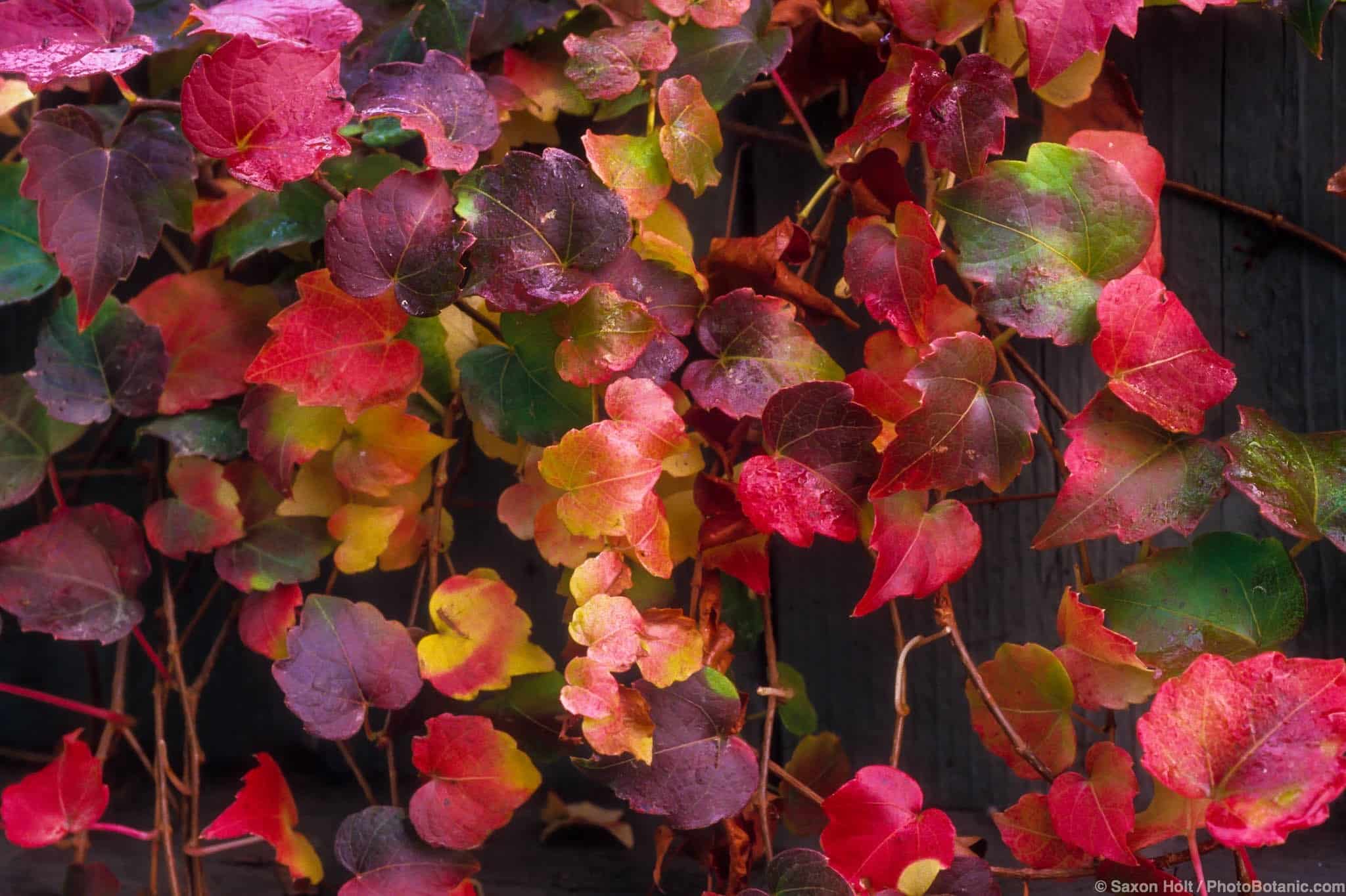 Parthenocissus tricuspidata