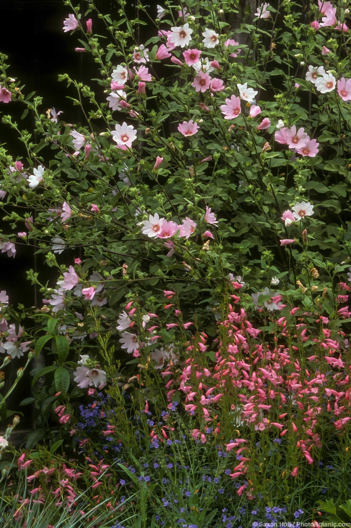 Lavatera thuringiaca