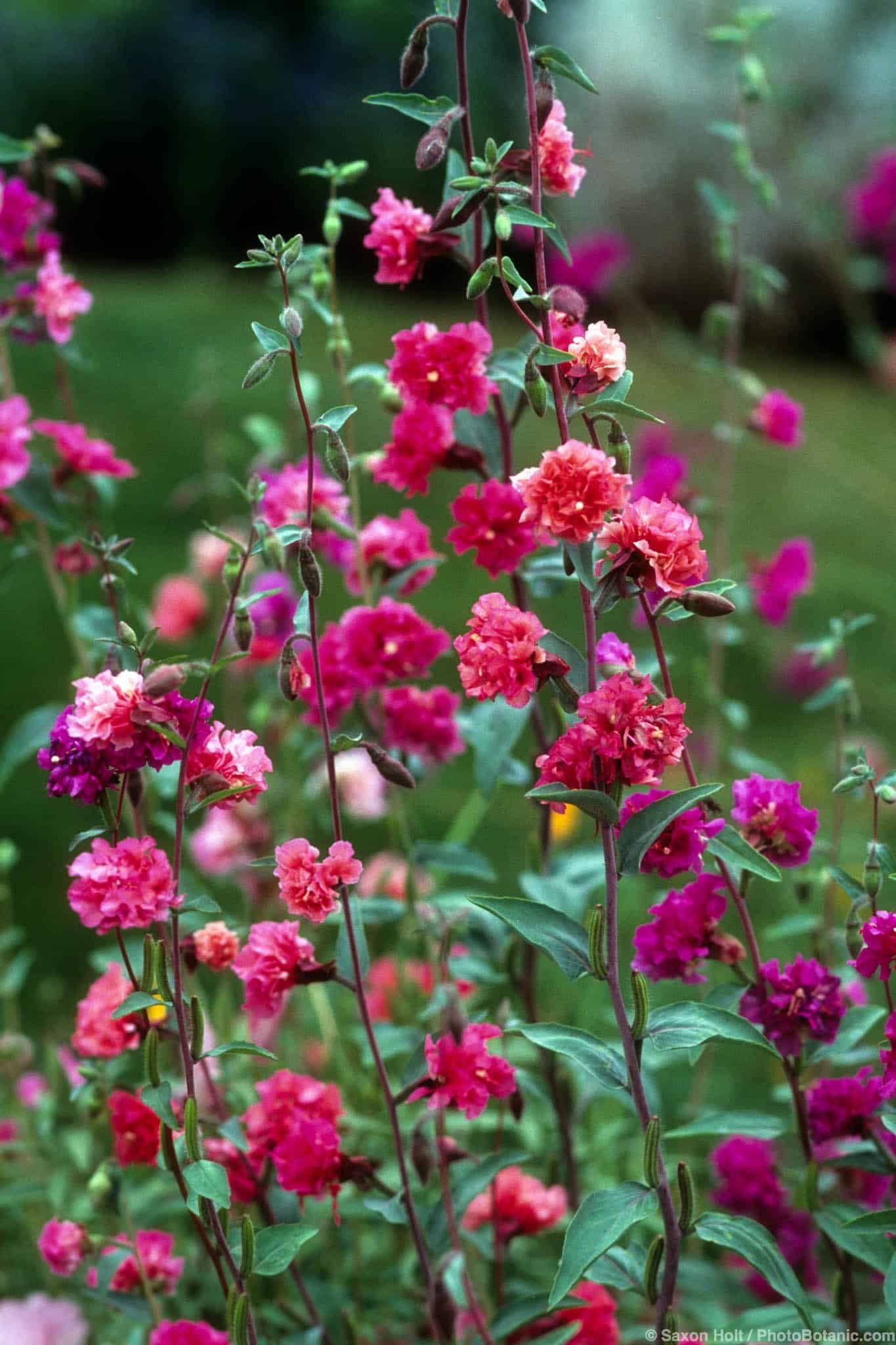 Clarkia unguiculata