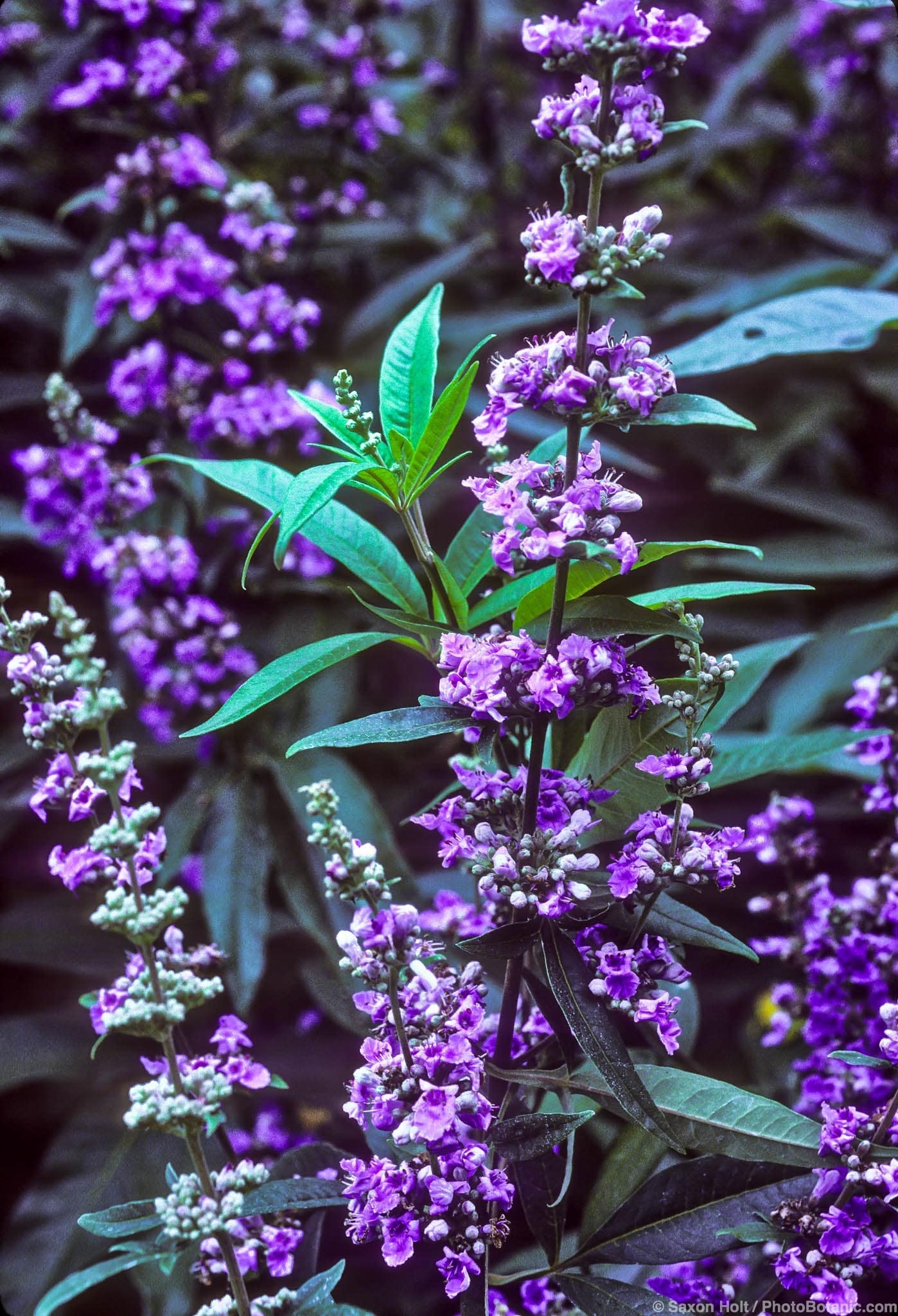 Vitex agnus-castus