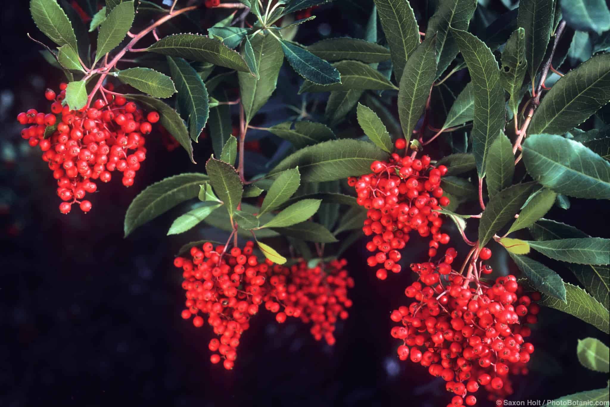 Heteromeles arbutifolia