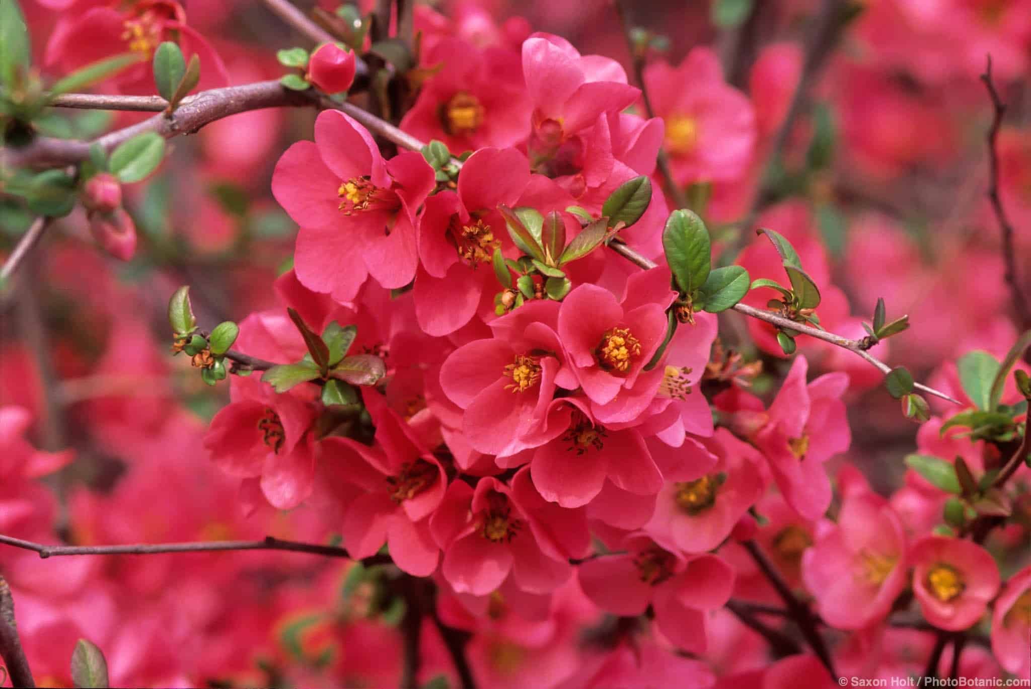 Chaenomeles × superba ‘Coral Sea’