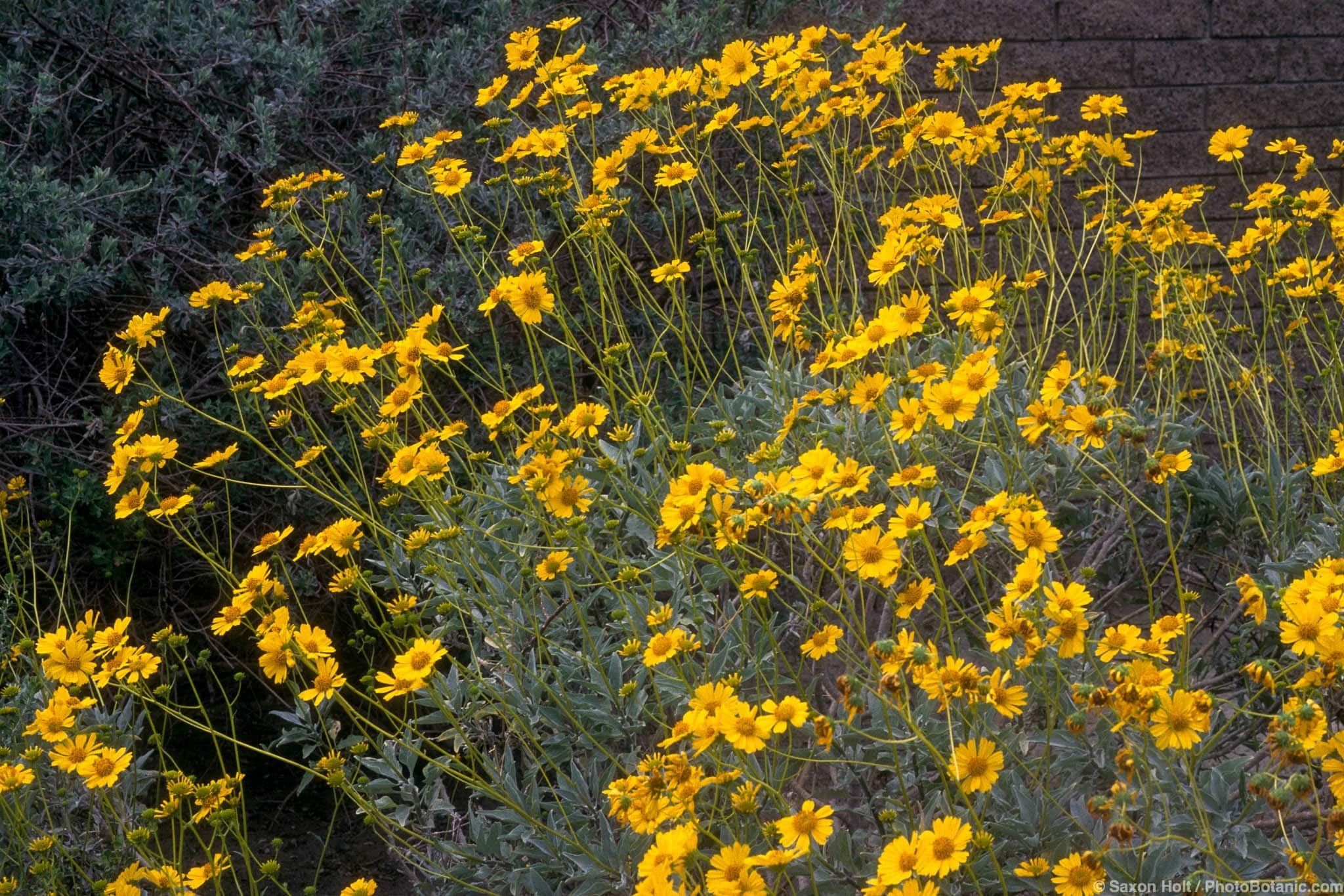 Encelia farinosa