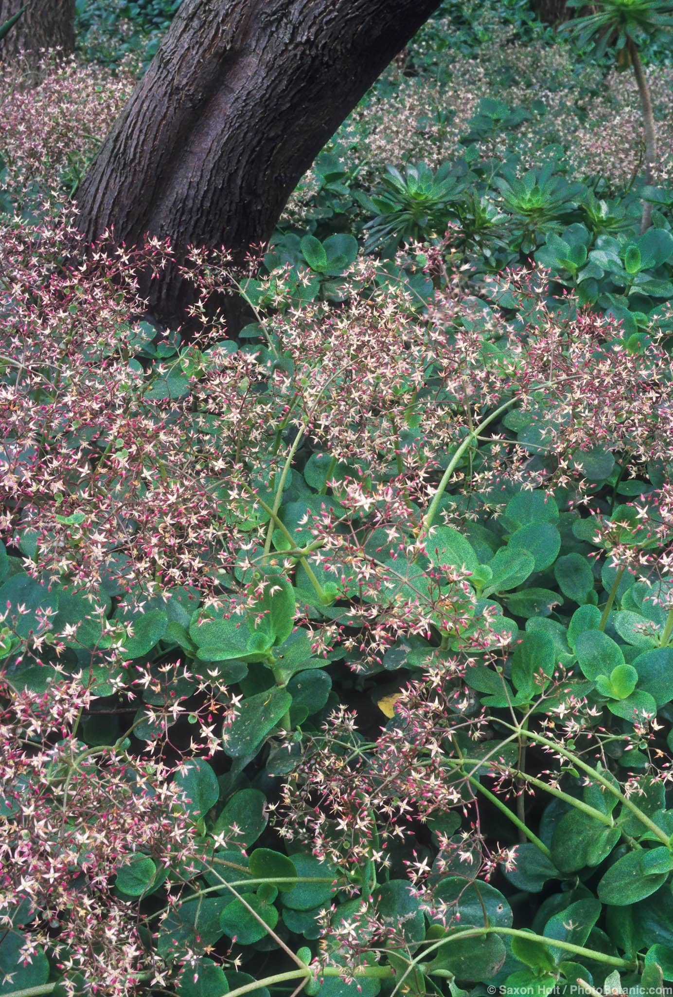 Crassula multicava