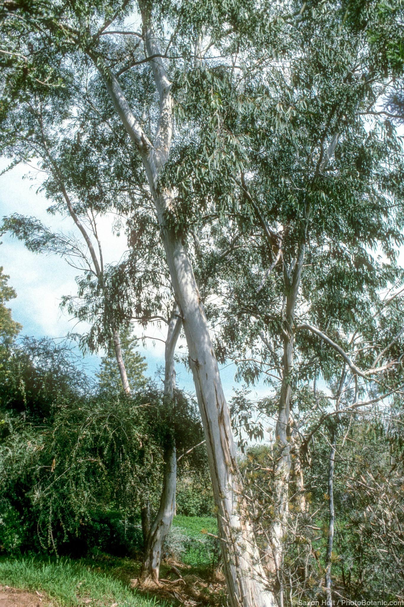 Eucalyptus leucoxylon