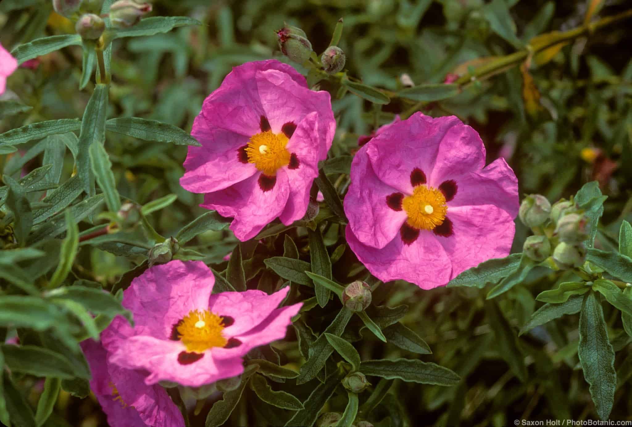 Cistus incanus