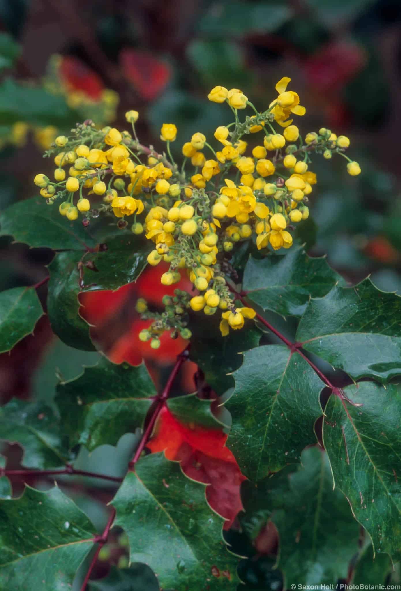 Mahonia aquifolium