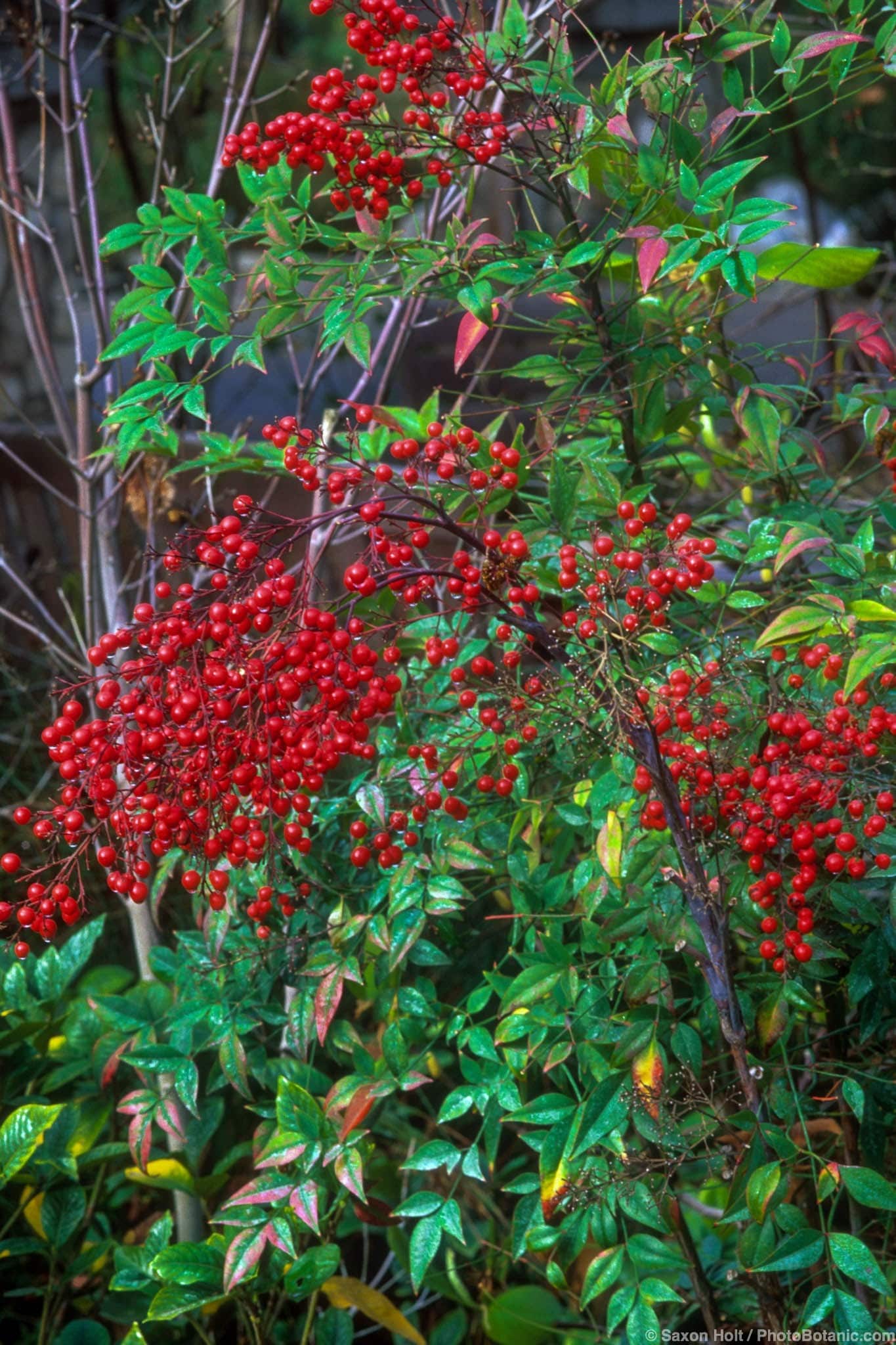 Nandina domestica