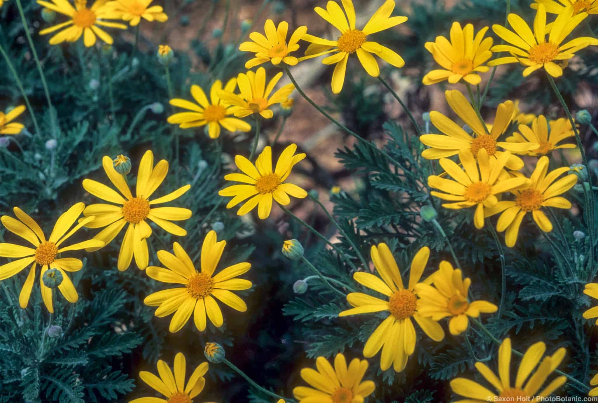 Euryops pectinatus