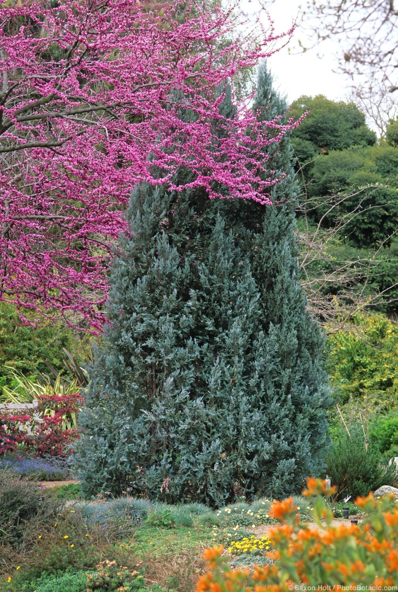 Cupressus arizonica