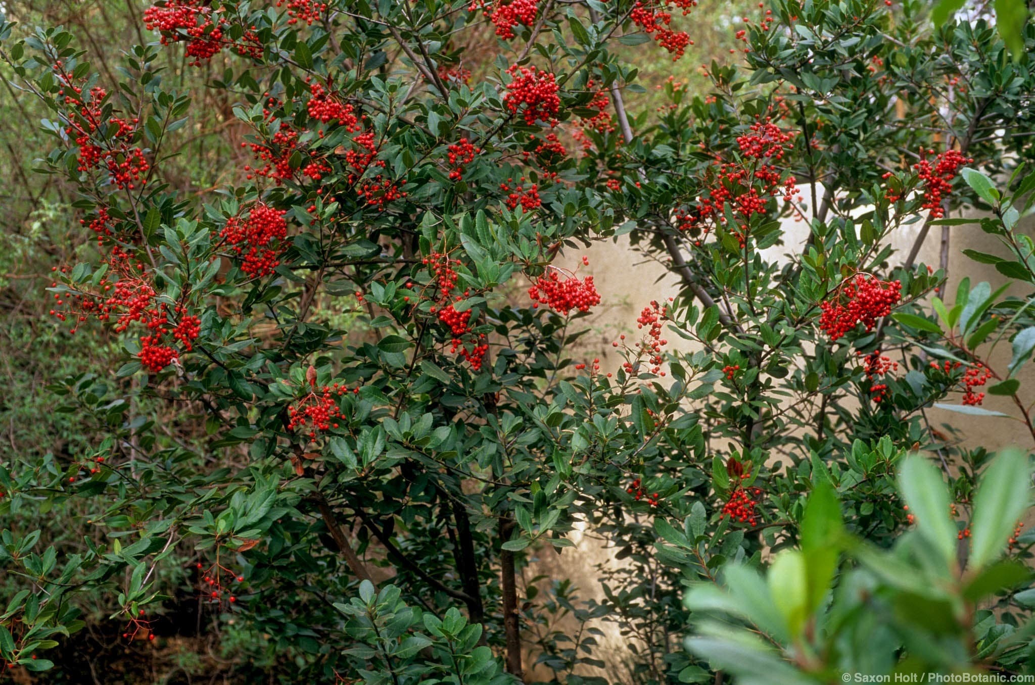 Heteromeles arbutifolia