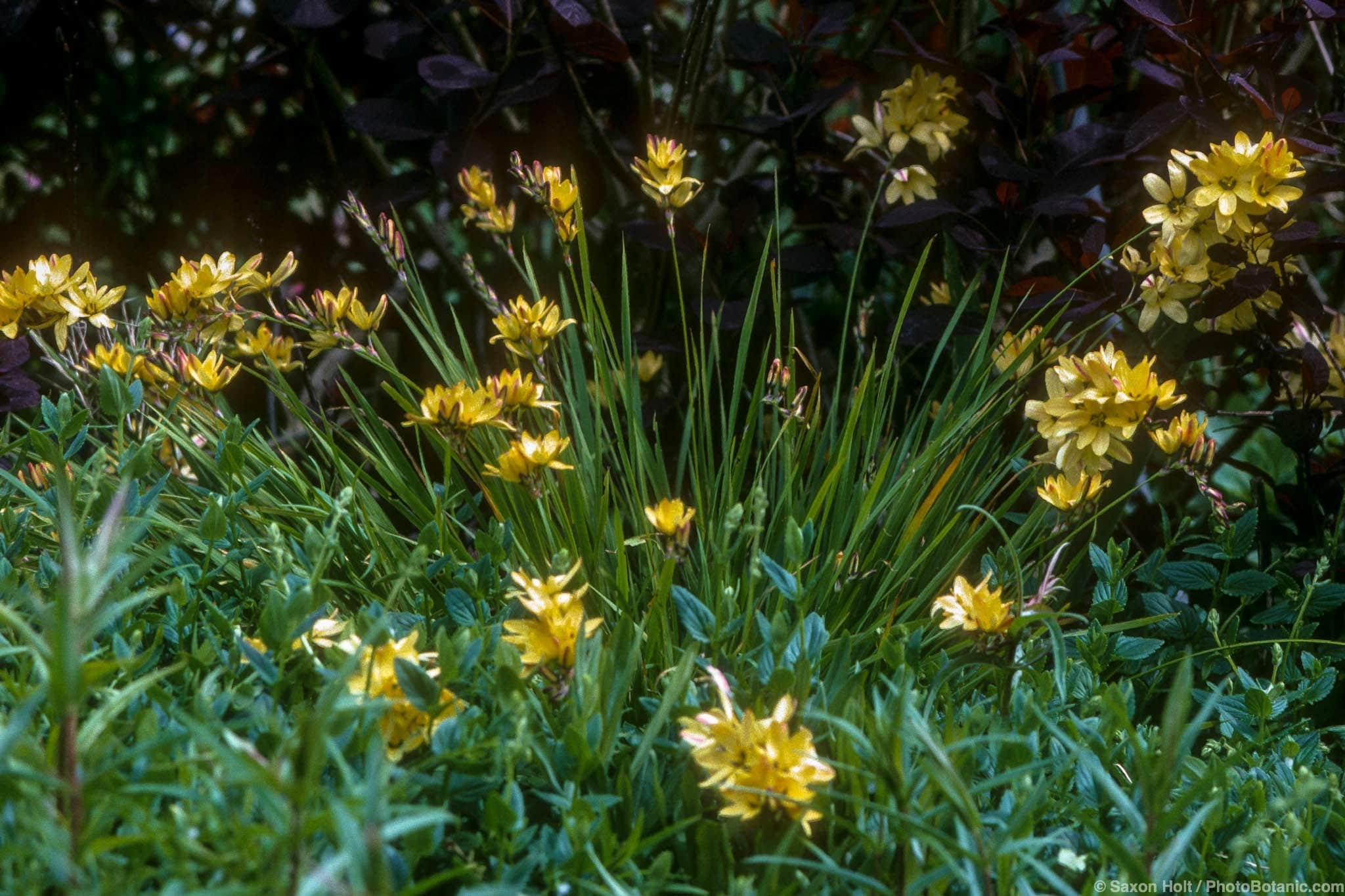 Ixia maculata