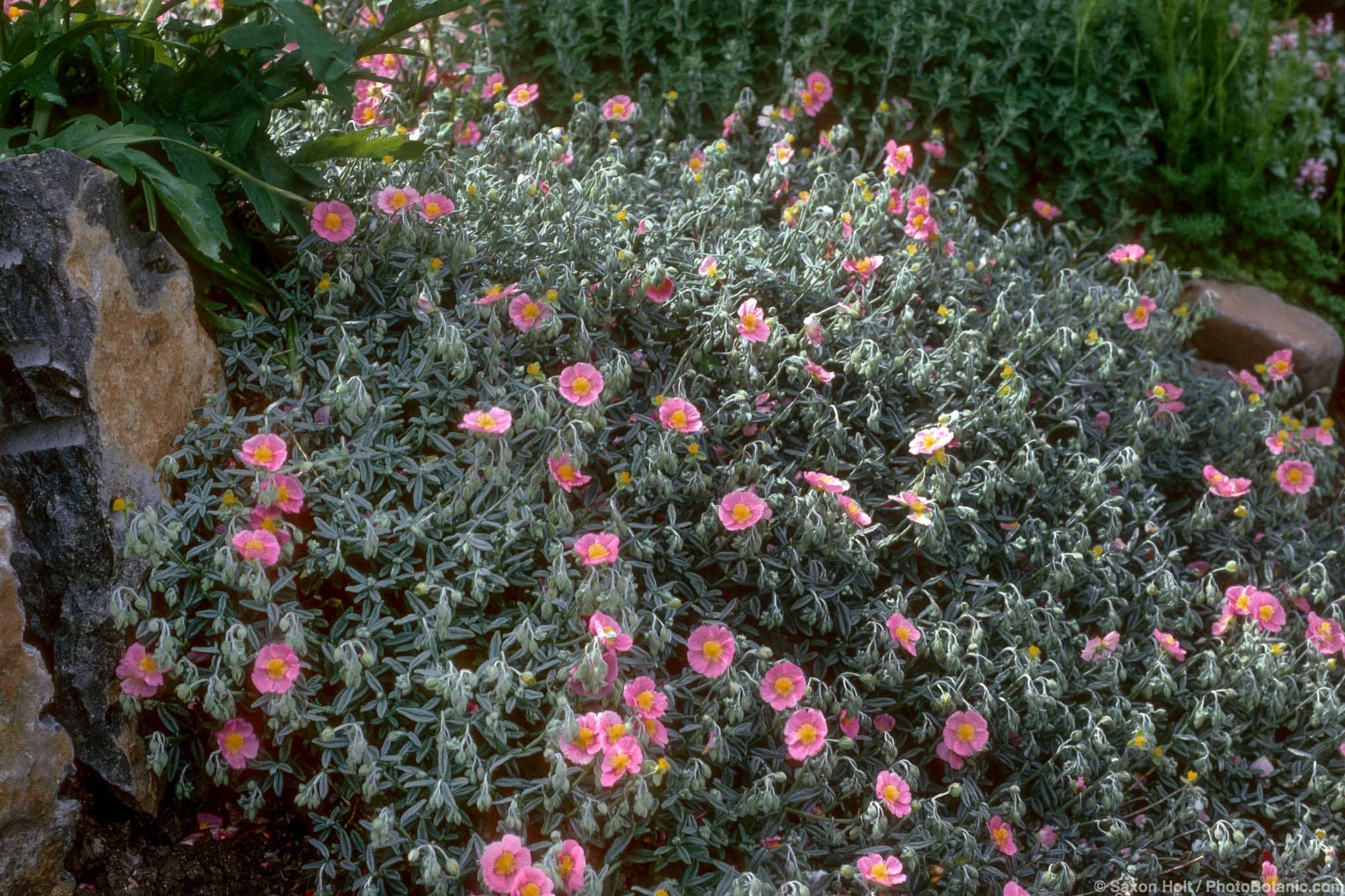 Helianthemum nummularium