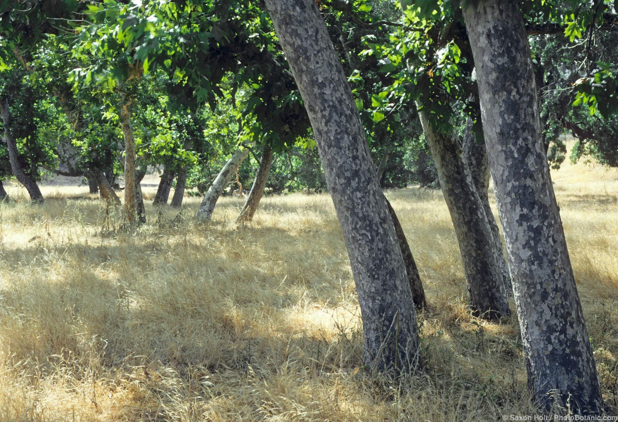 Platanus racemosa