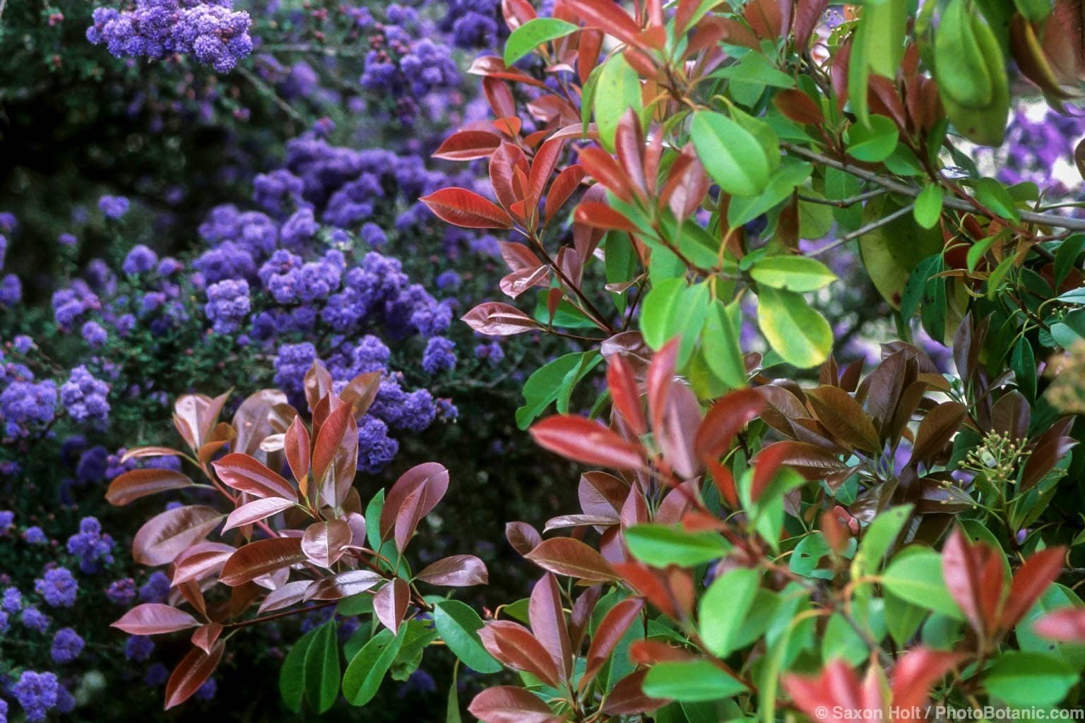 Photinia x fraseri