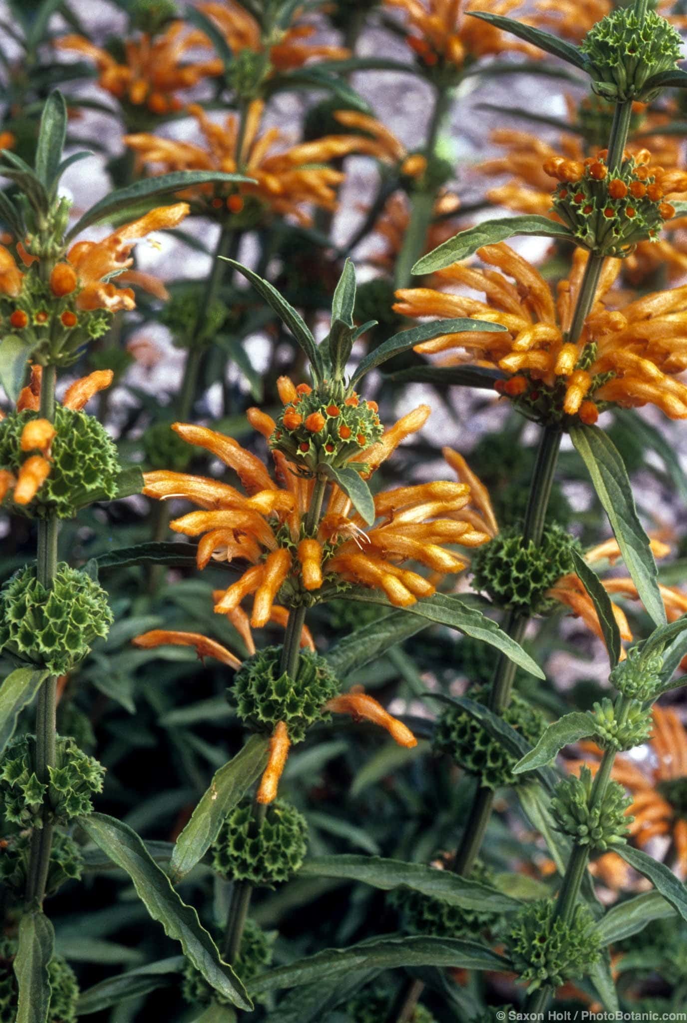 Leonotis leonurus