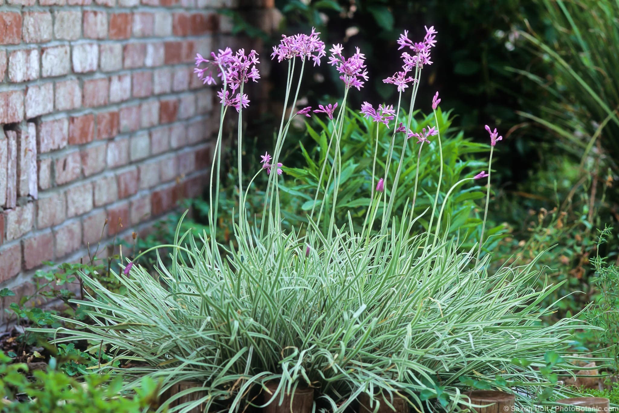 Tulbaghia violacea