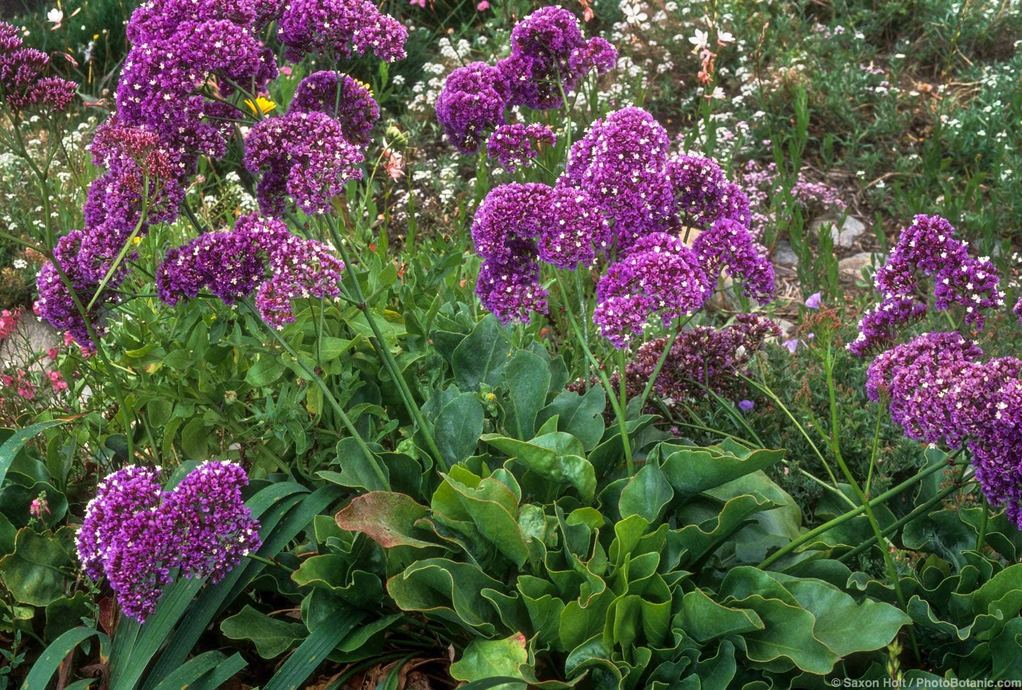 Limonium perezii